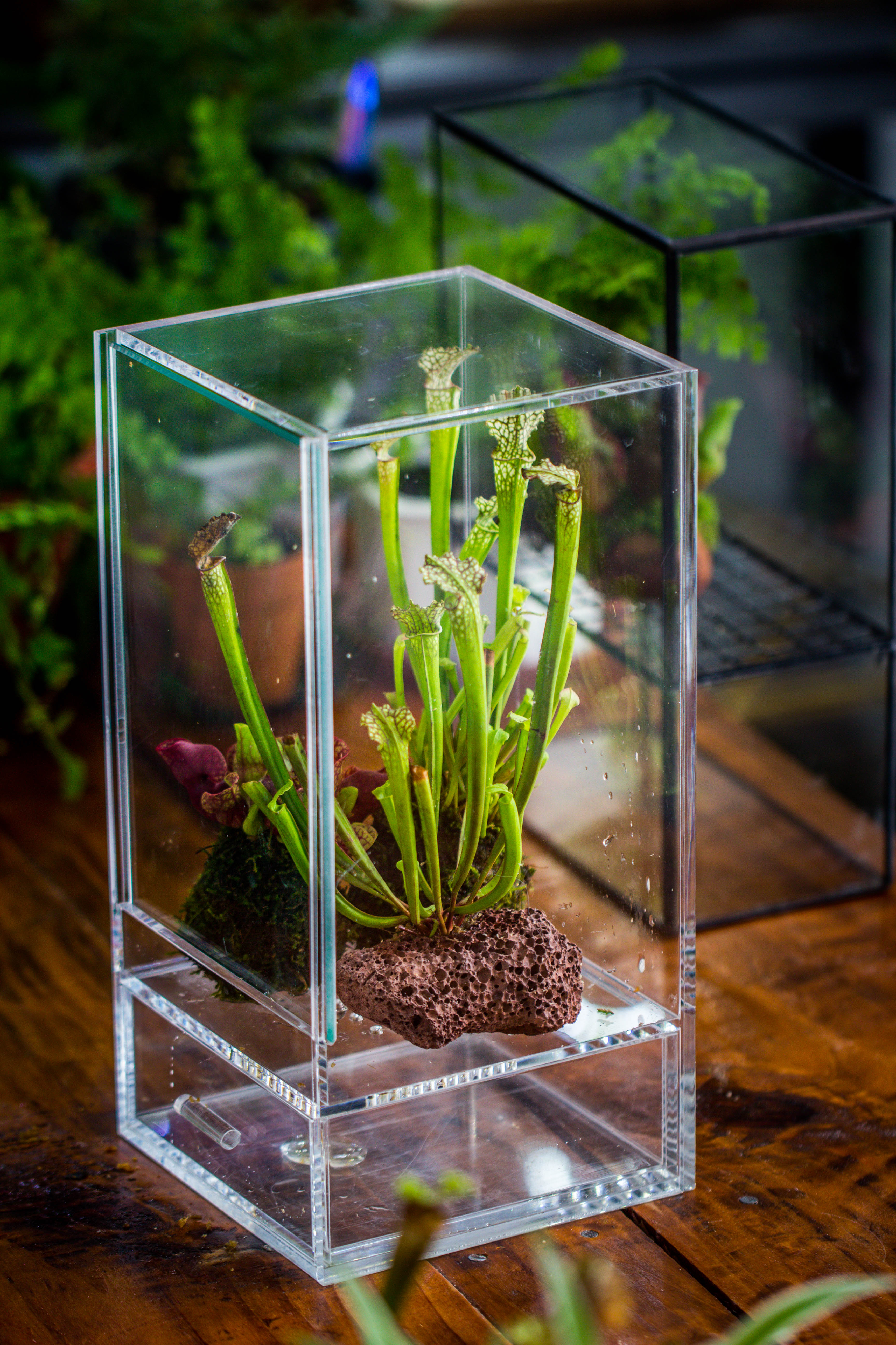NCYP Acrylic Close terrarium with drainage bottom, suits for Fly Trap, Pitcher Plants, Moss Ball, Nursery, Small tropical Plants - NCYPgarden