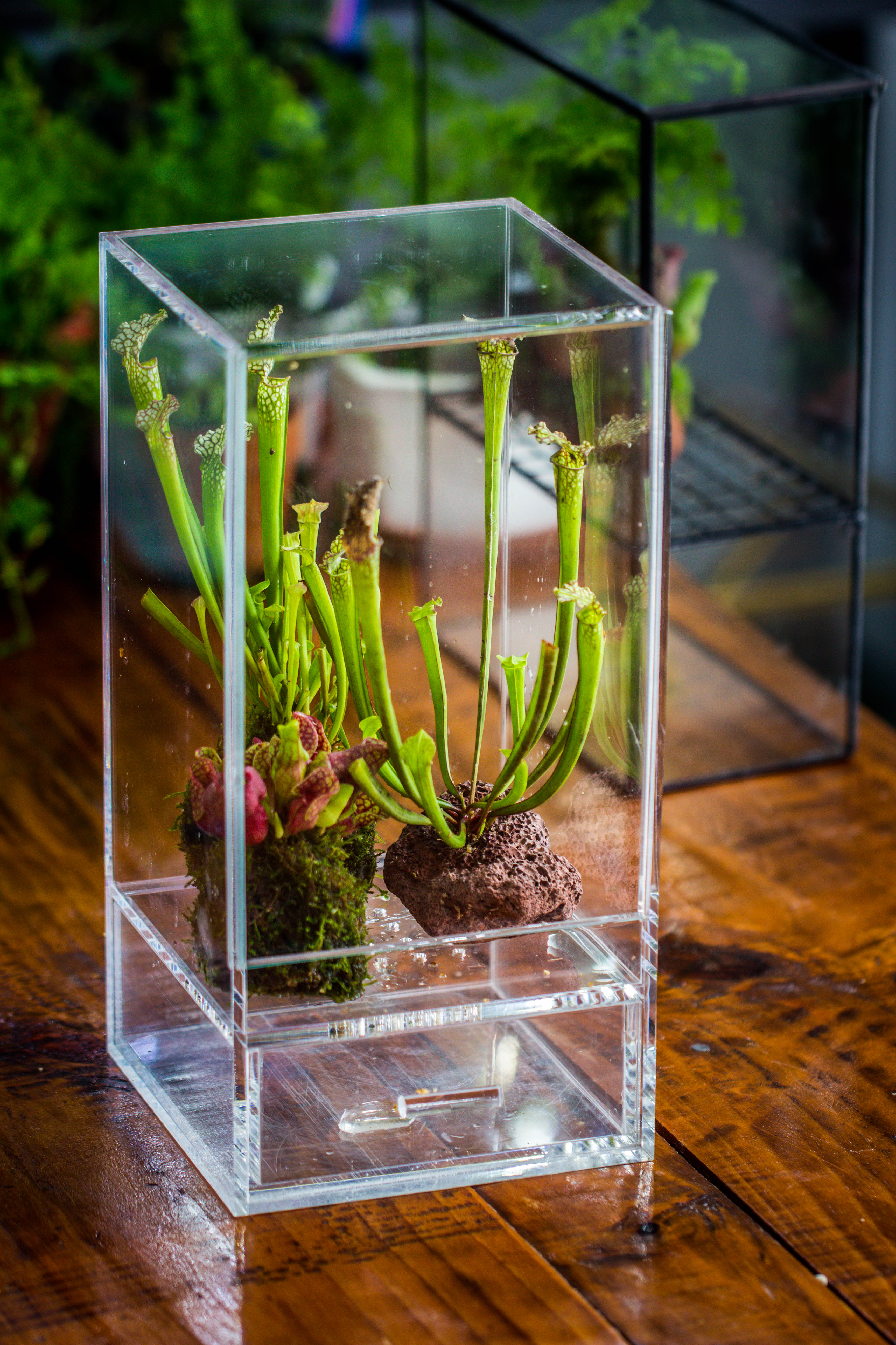 NCYP Acrylic Close terrarium with drainage bottom, suits for Fly Trap, Pitcher Plants, Moss Ball, Nursery, Small tropical Plants - NCYPgarden
