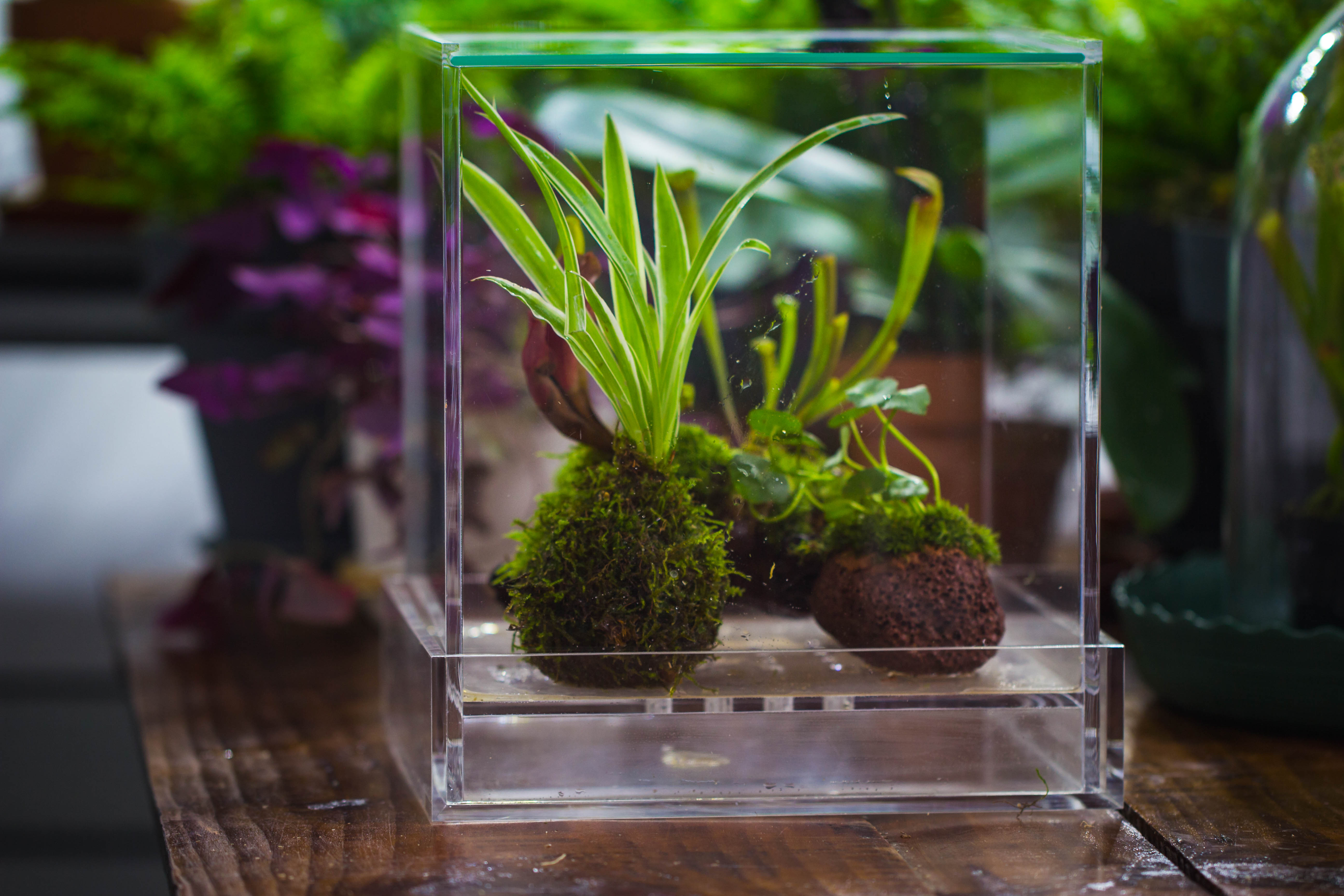 NCYP Acrylic Close terrarium with drainage bottom, suits for Fly Trap, Pitcher Plants, Moss Ball, Nursery, Small tropical Plants - NCYPgarden