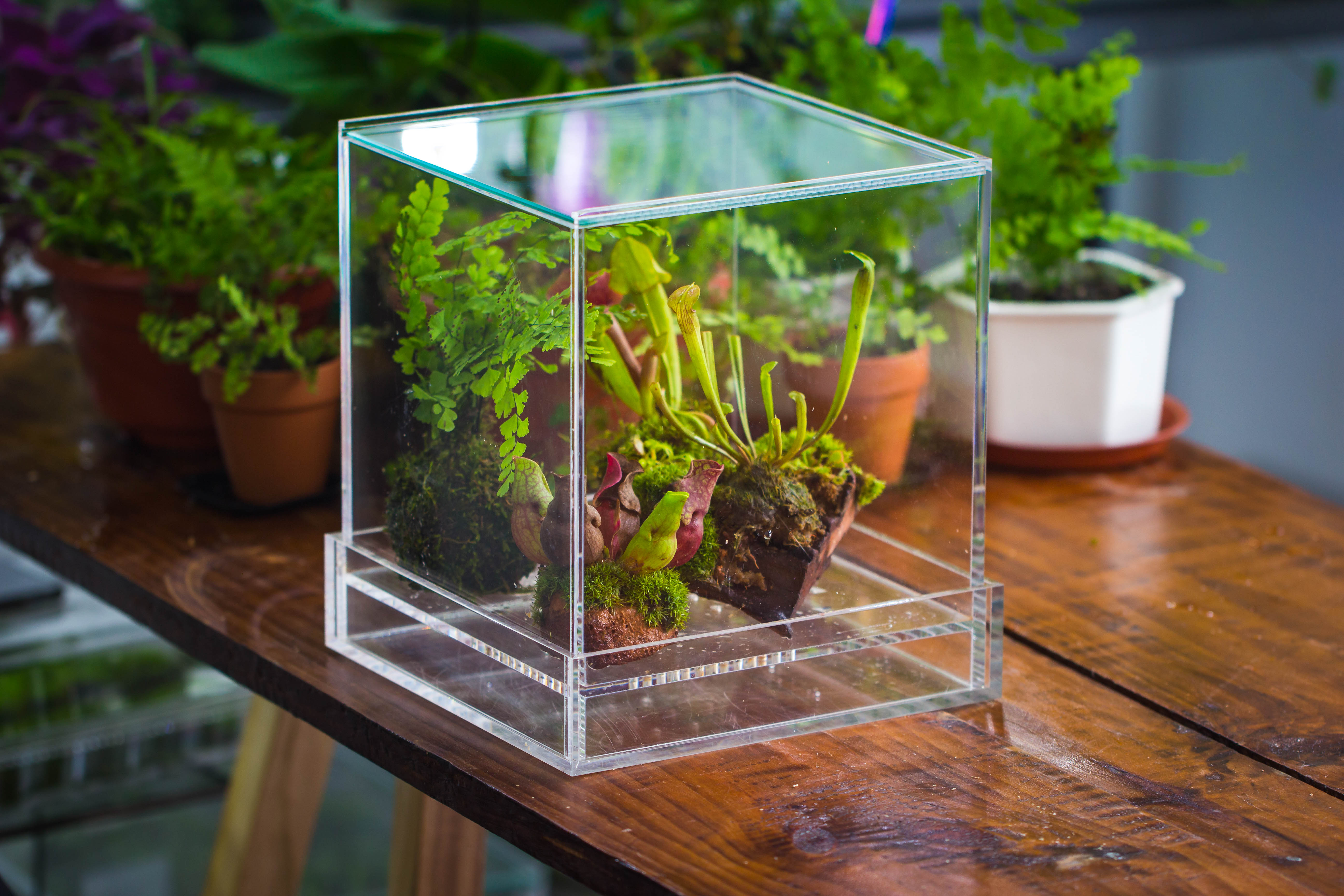 NCYP Acrylic Close terrarium with drainage bottom, suits for Fly Trap, Pitcher Plants, Moss Ball, Nursery, Small tropical Plants - NCYPgarden