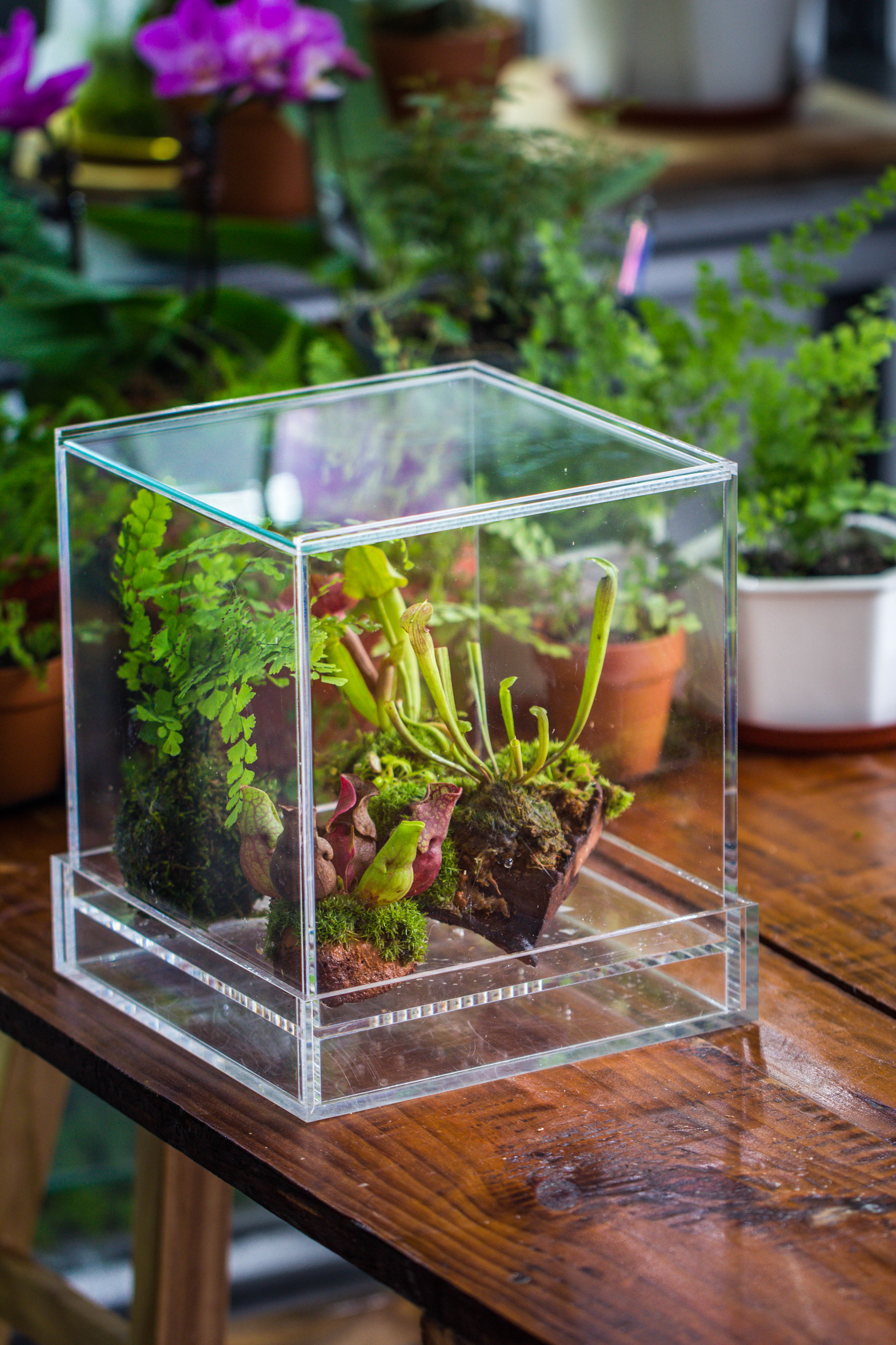 NCYP Acrylic Close terrarium with drainage bottom, suits for Fly Trap, Pitcher Plants, Moss Ball, Nursery, Small tropical Plants - NCYPgarden