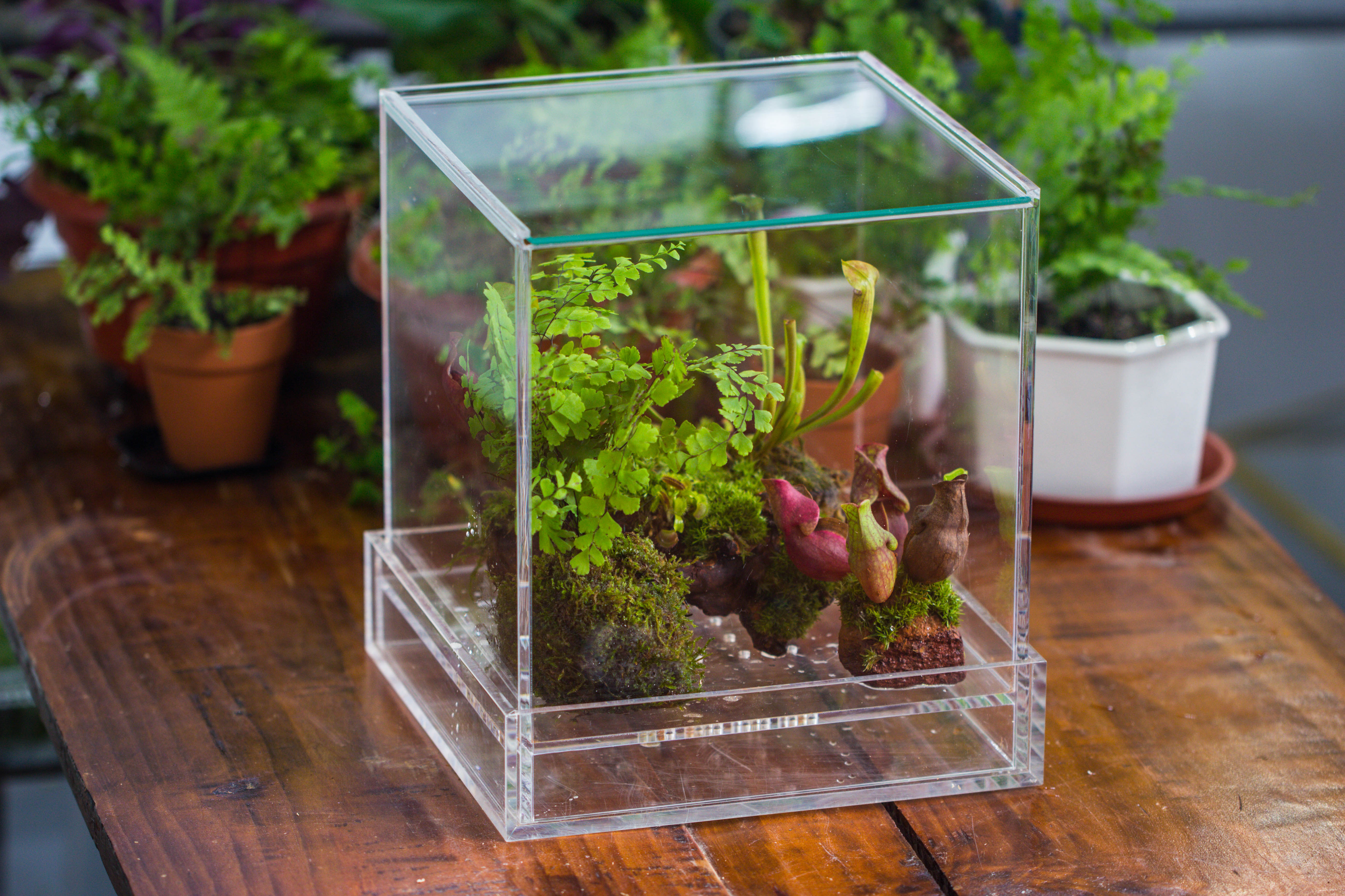 NCYP Acrylic Close terrarium with drainage bottom, suits for Fly Trap, Pitcher Plants, Moss Ball, Nursery, Small tropical Plants - NCYPgarden
