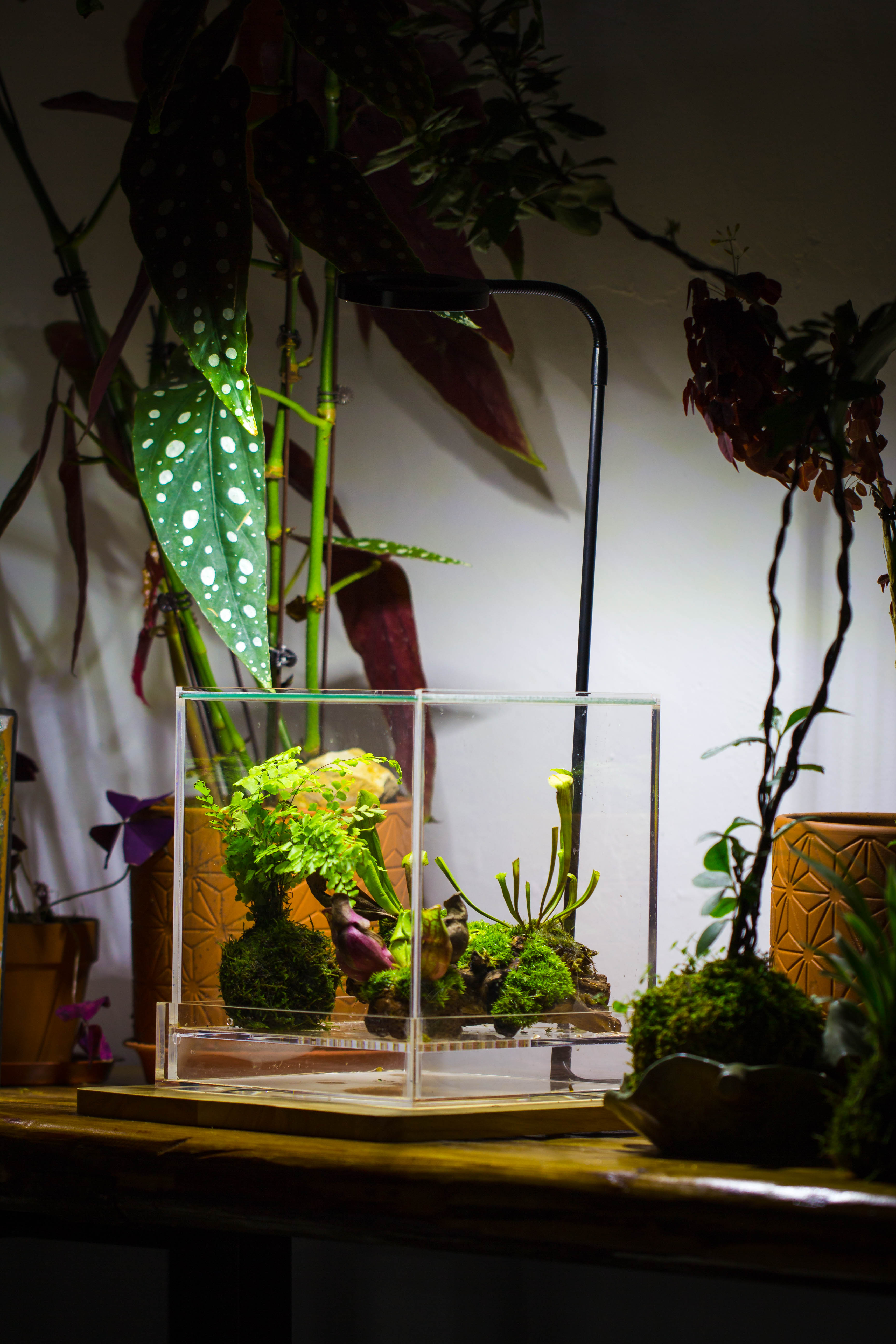NCYP Acrylic Close terrarium with drainage bottom, suits for Fly Trap, Pitcher Plants, Moss Ball, Nursery, Small tropical Plants - NCYPgarden