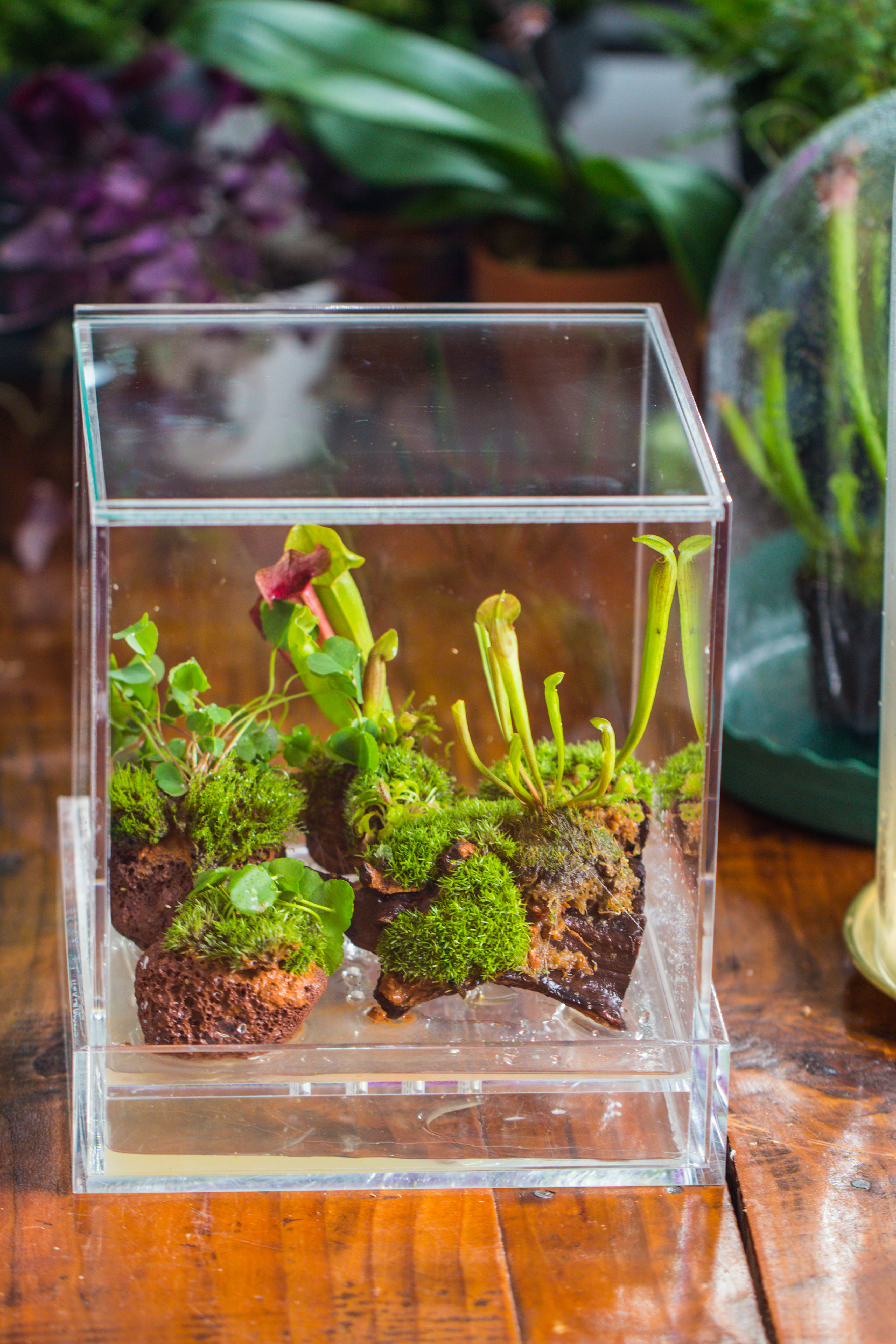 NCYP Acrylic Close terrarium with drainage bottom, suits for Fly Trap, Pitcher Plants, Moss Ball, Nursery, Small tropical Plants - NCYPgarden