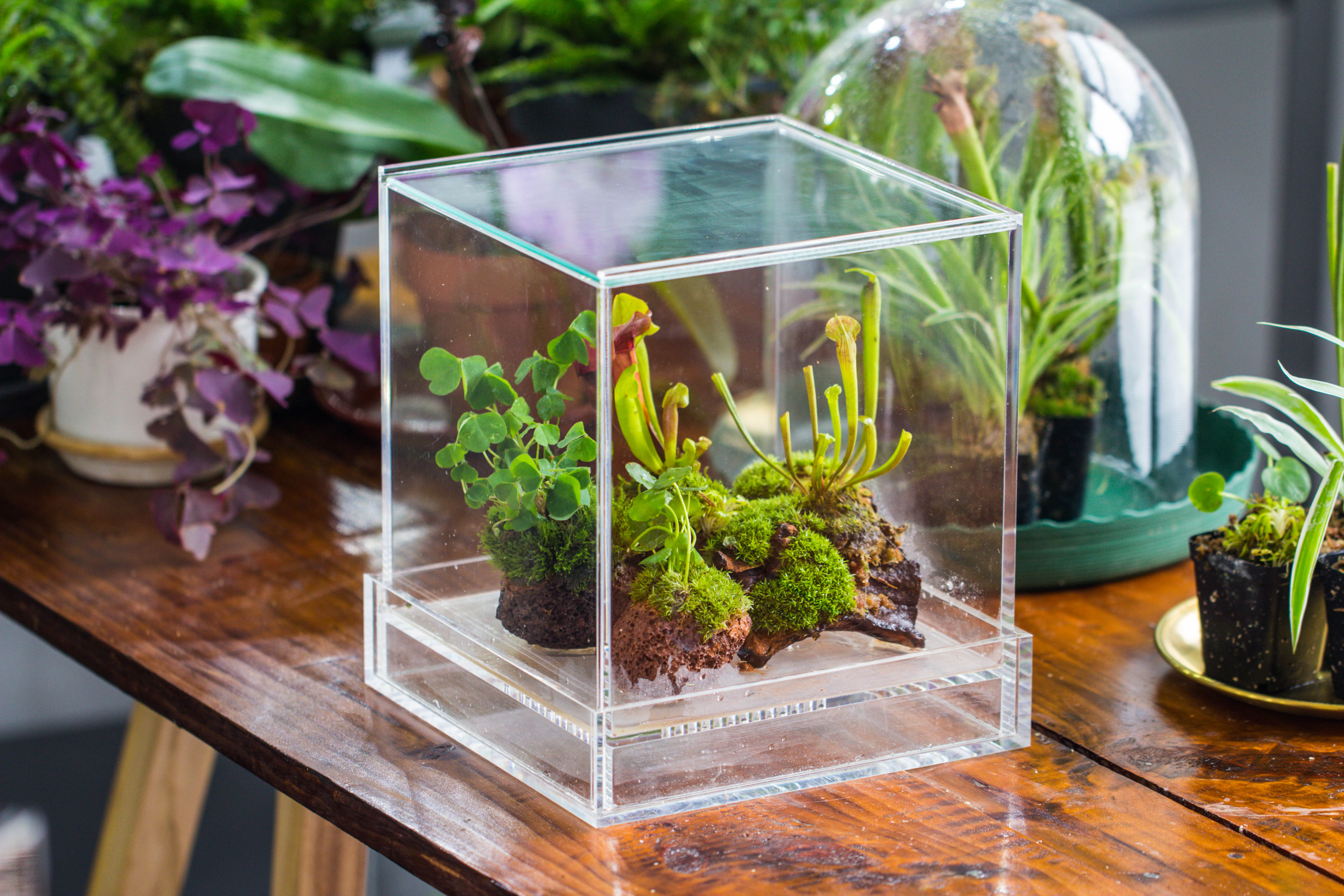 NCYP Acrylic Close terrarium with drainage bottom, suits for Fly Trap, Pitcher Plants, Moss Ball, Nursery, Small tropical Plants - NCYPgarden