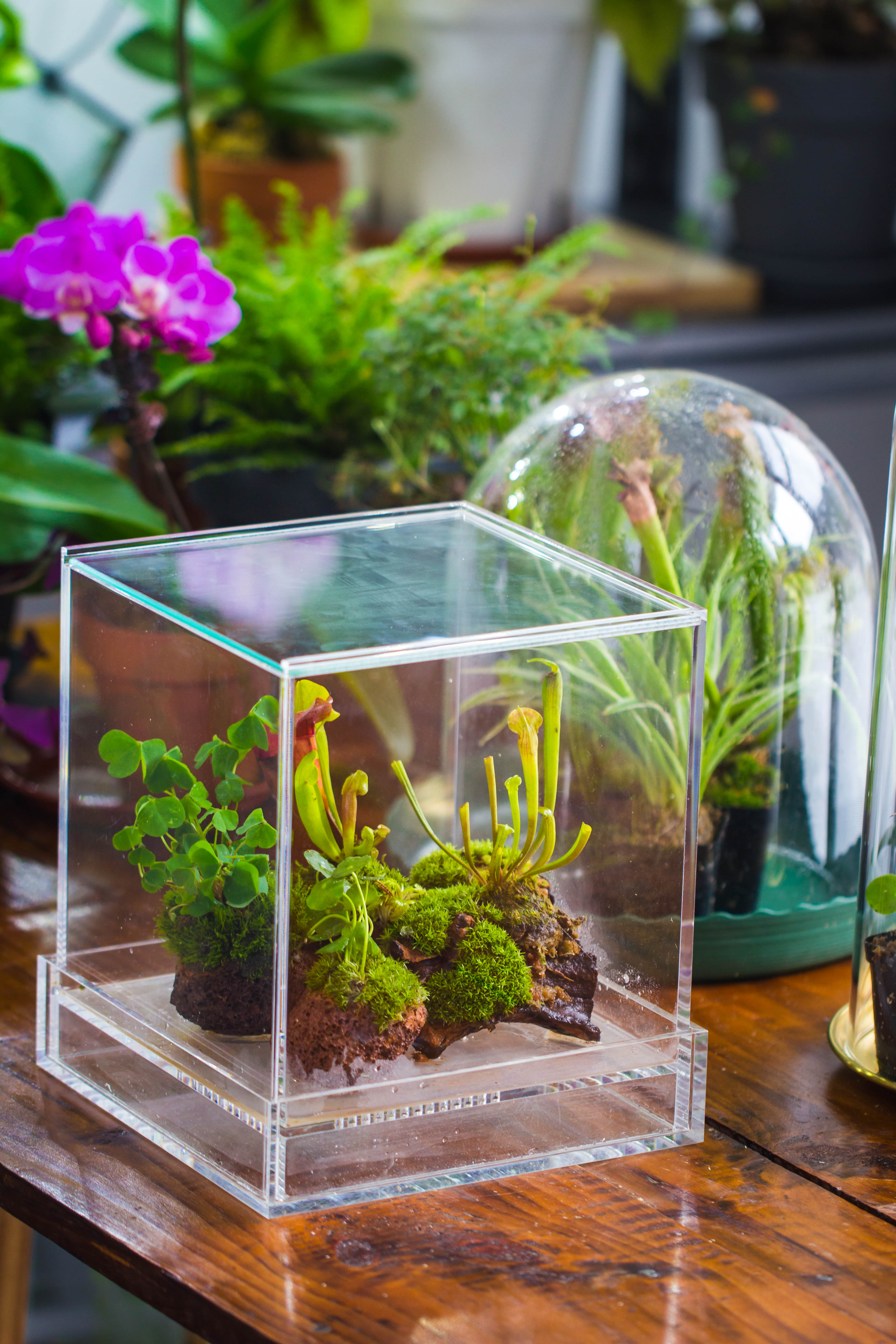 NCYP Acrylic Close terrarium with drainage bottom, suits for Fly Trap, Pitcher Plants, Moss Ball, Nursery, Small tropical Plants - NCYPgarden