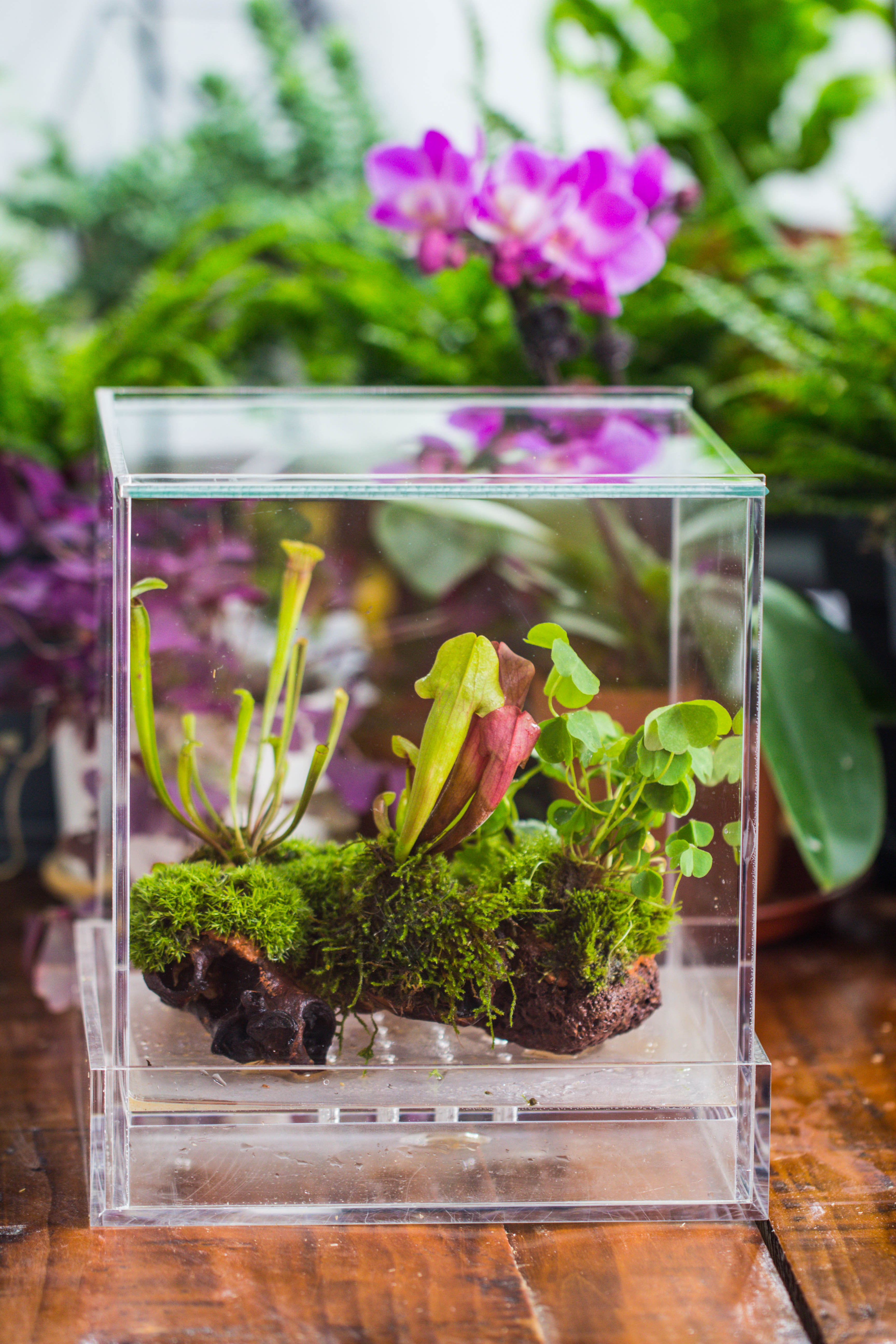 NCYP Acrylic Close terrarium with drainage bottom, suits for Fly Trap, Pitcher Plants, Moss Ball, Nursery, Small tropical Plants - NCYPgarden
