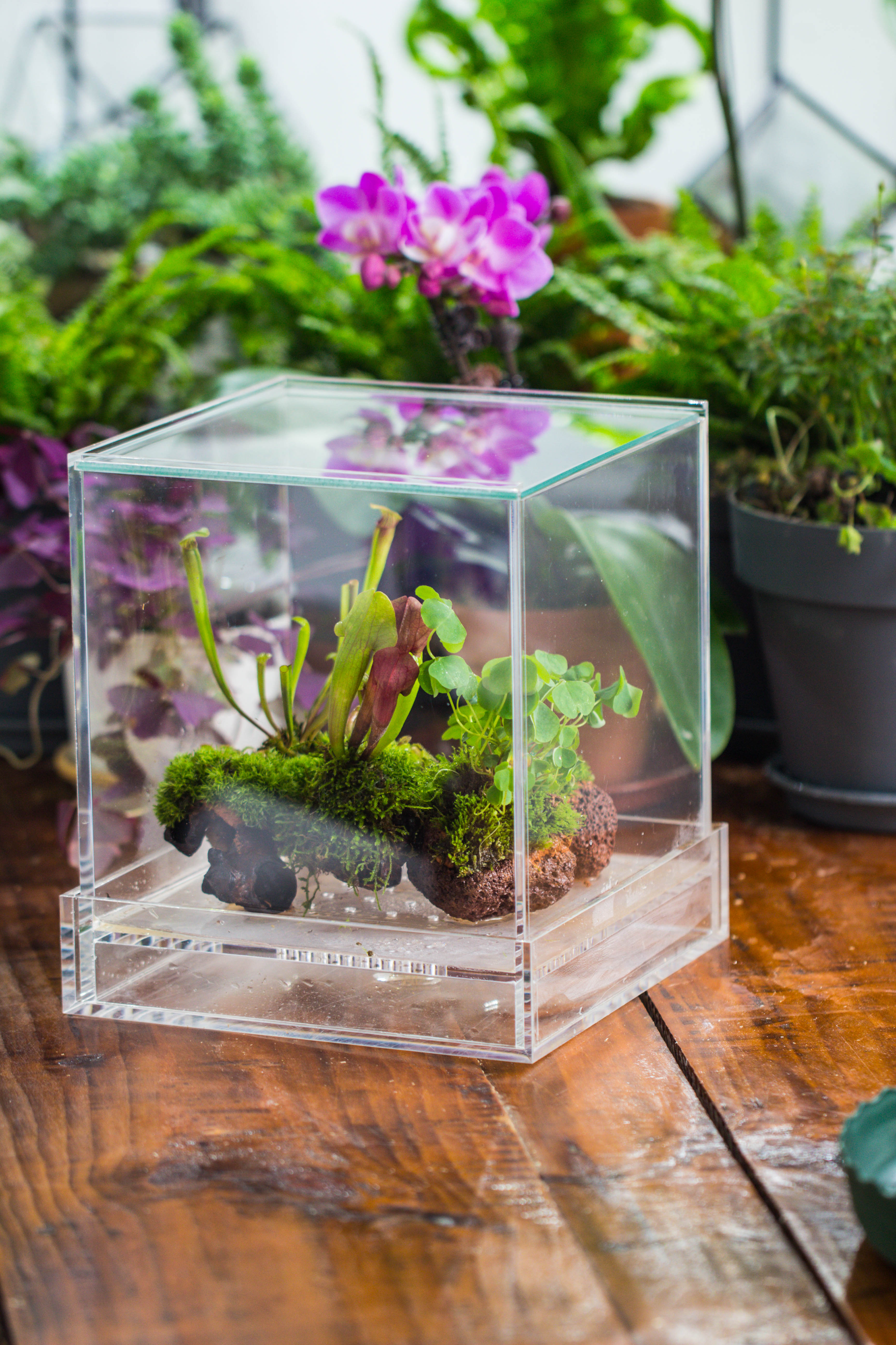 NCYP Acrylic Close terrarium with drainage bottom, suits for Fly Trap, Pitcher Plants, Moss Ball, Nursery, Small tropical Plants - NCYPgarden