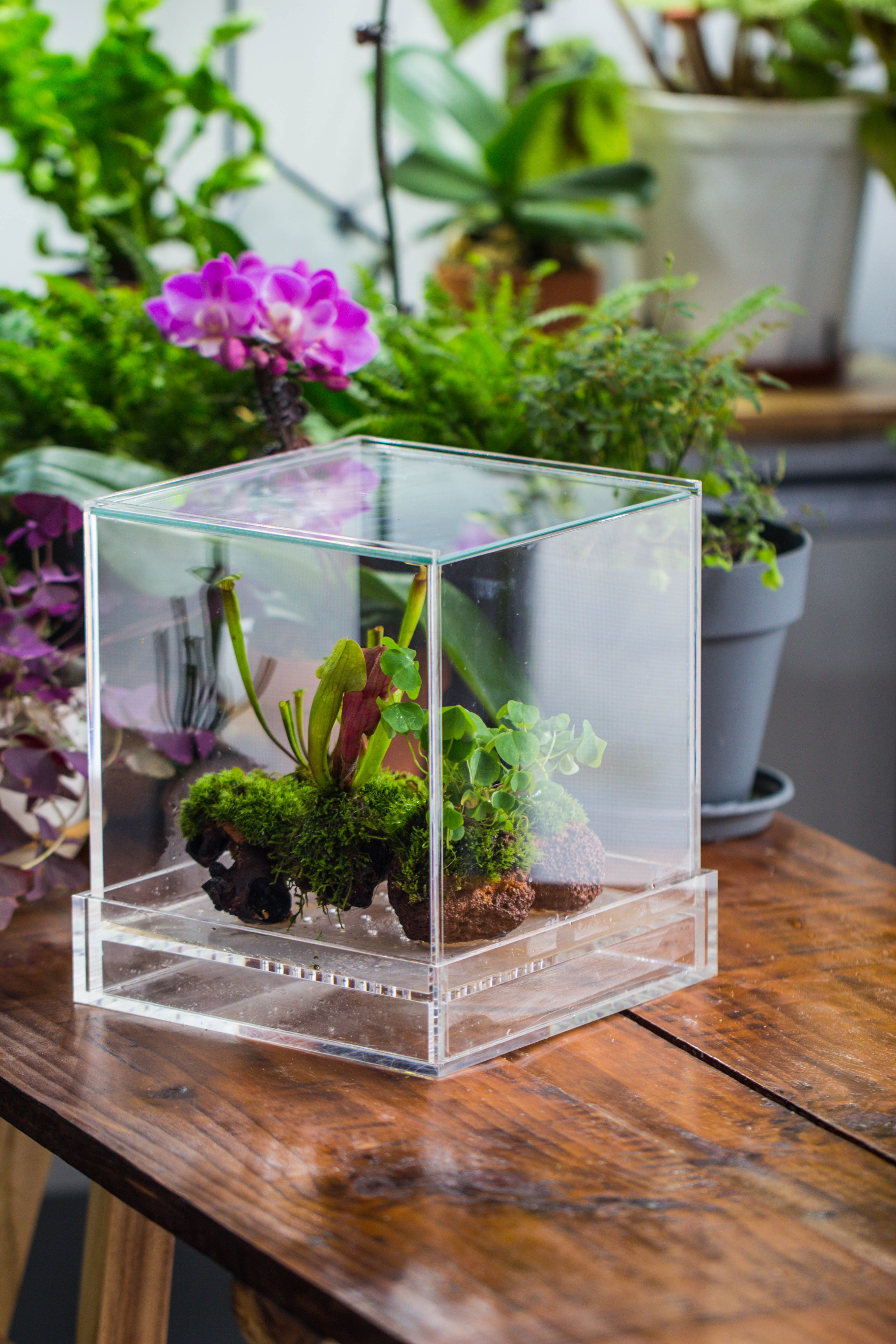 NCYP Acrylic Close terrarium with drainage bottom, suits for Fly Trap, Pitcher Plants, Moss Ball, Nursery, Small tropical Plants - NCYPgarden