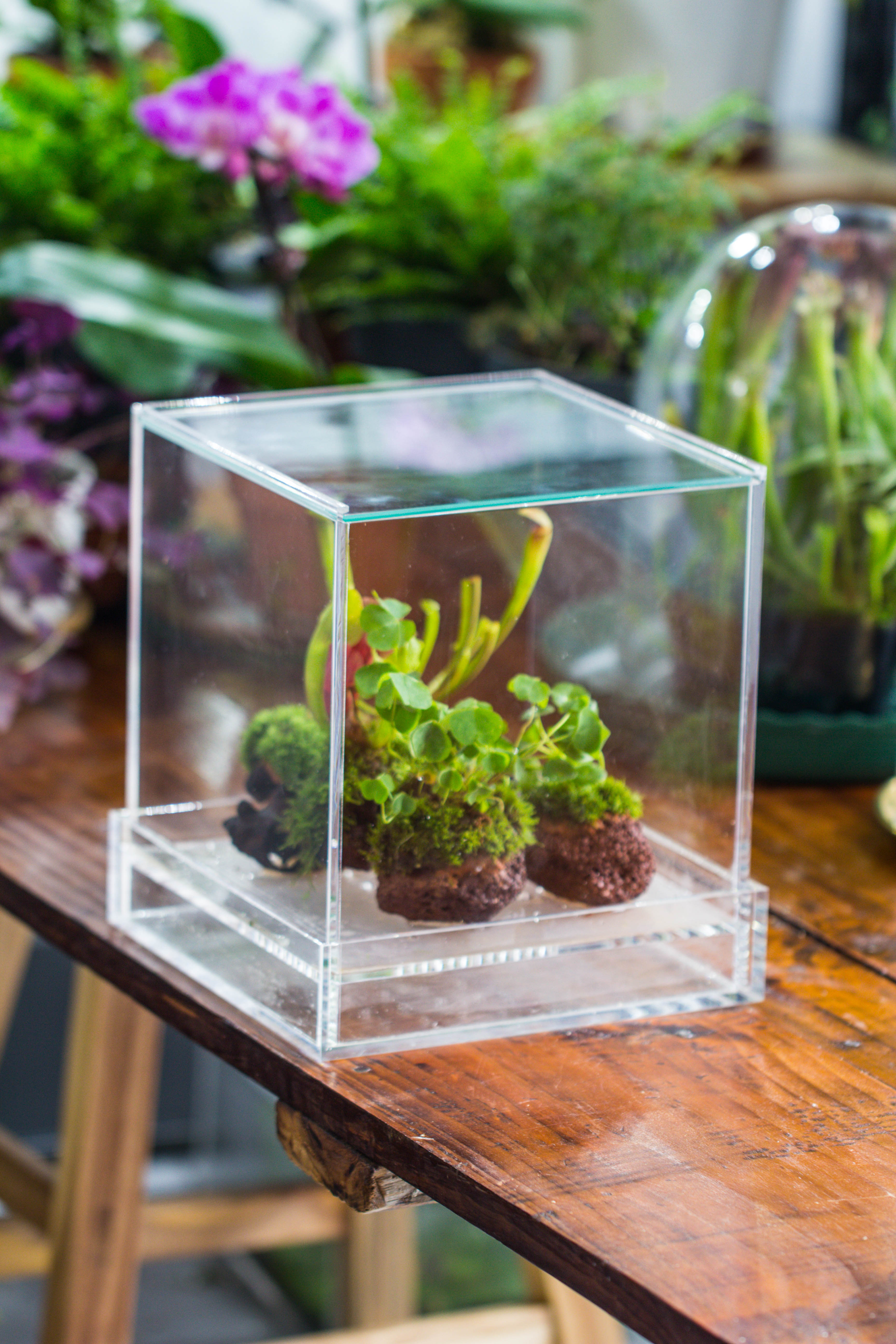 NCYP Acrylic Close terrarium with drainage bottom, suits for Fly Trap, Pitcher Plants, Moss Ball, Nursery, Small tropical Plants - NCYPgarden