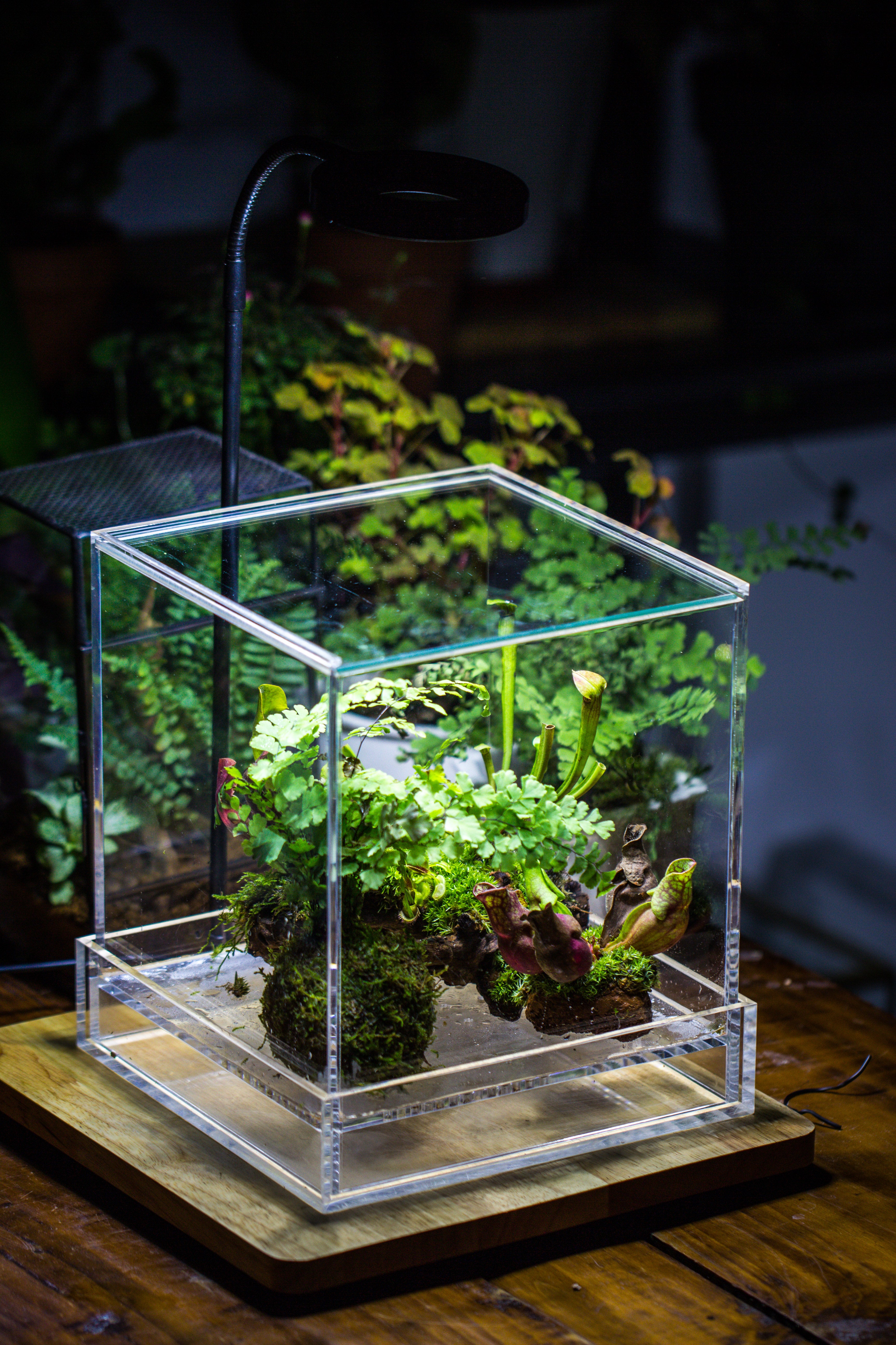 NCYP Acrylic Close terrarium with drainage bottom, suits for Fly Trap, Pitcher Plants, Moss Ball, Nursery, Small tropical Plants - NCYPgarden