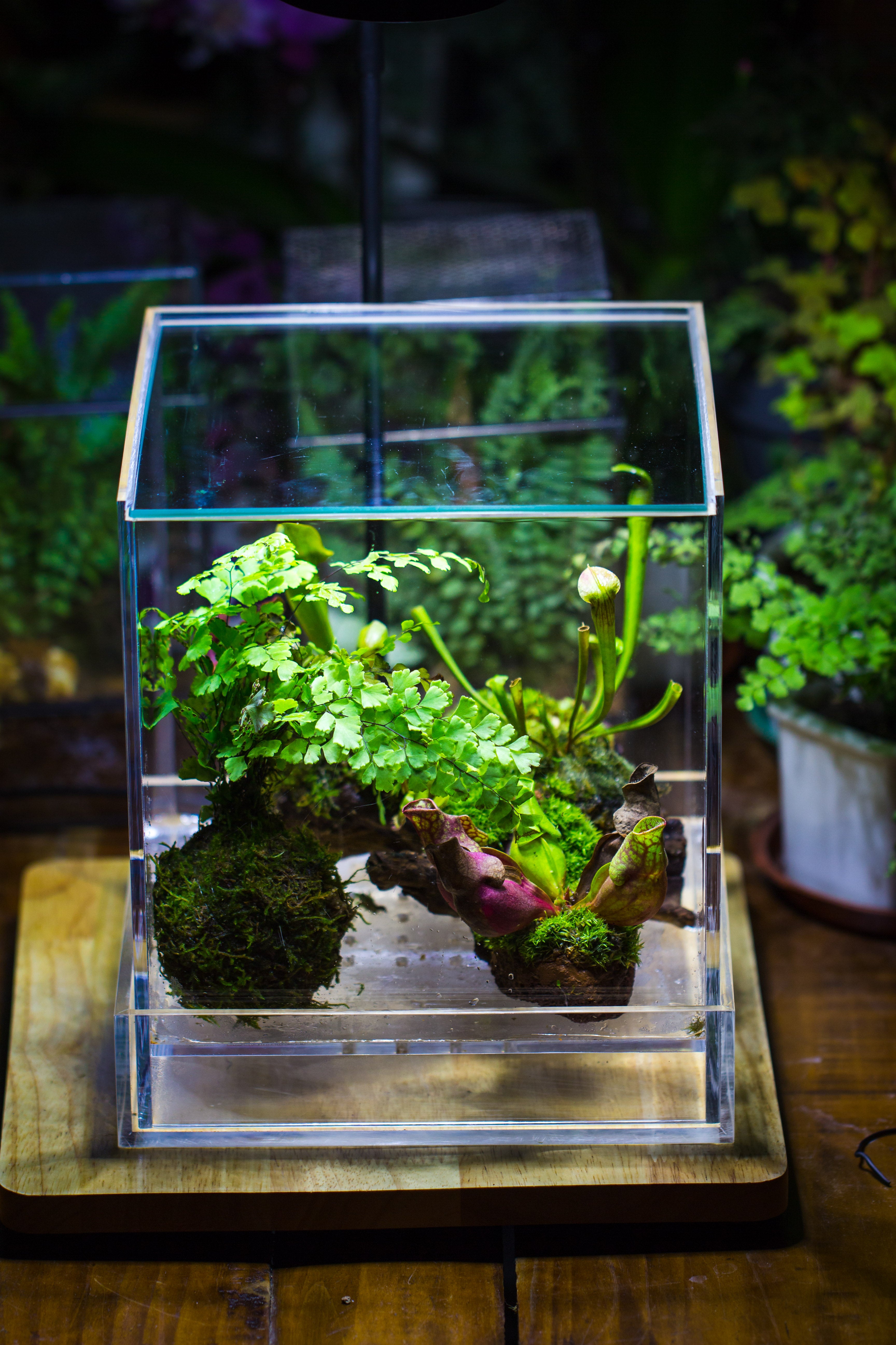 NCYP Acrylic Close terrarium with drainage bottom, suits for Fly Trap, Pitcher Plants, Moss Ball, Nursery, Small tropical Plants - NCYPgarden