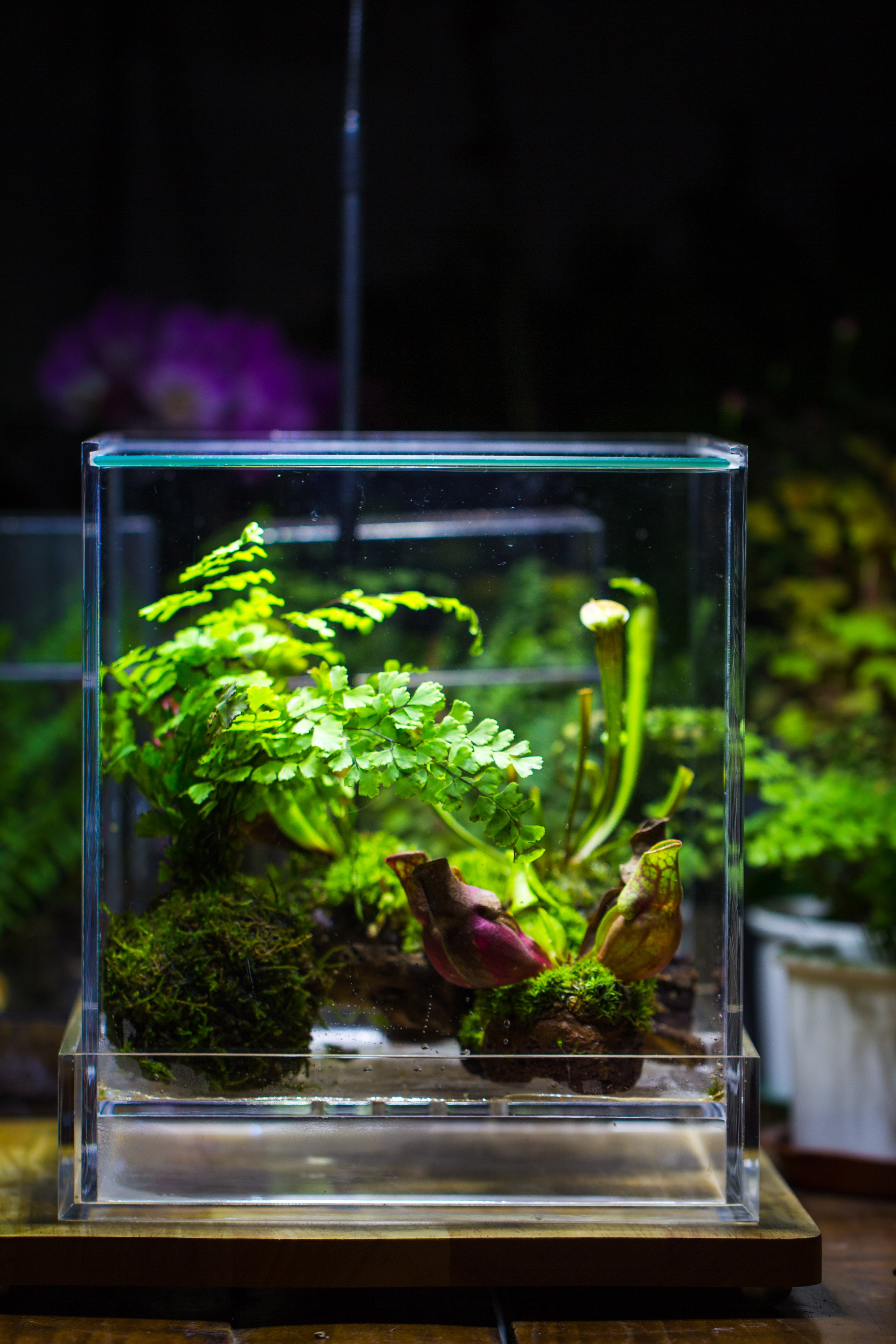 NCYP Acrylic Close terrarium with drainage bottom, suits for Fly Trap, Pitcher Plants, Moss Ball, Nursery, Small tropical Plants - NCYPgarden