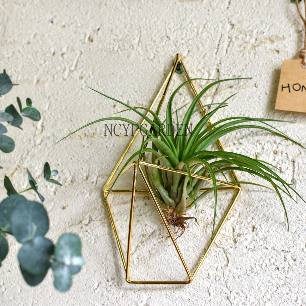 Rustic Wall Mount Hanging Geometric Metal Tillandsia Air Plants Holder Iron Rack Black Wall Accent - NCYPgarden