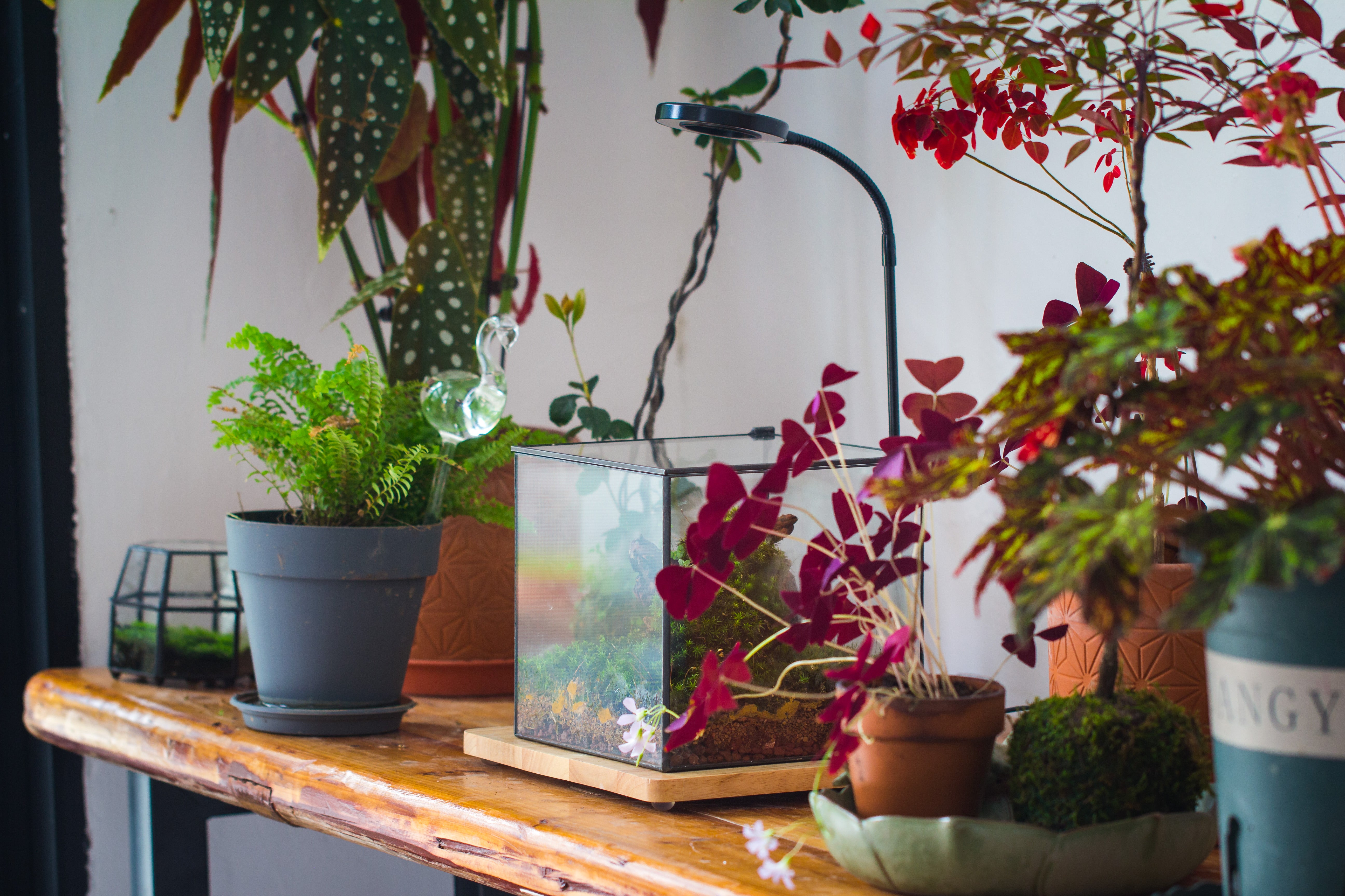 NCYP Basic Rectangle Close Geometric Glass Tin Terrarium, Planter  Multiple Size for Moss Wall, Fern, Landscape multiple size, No plants - NCYPgarden