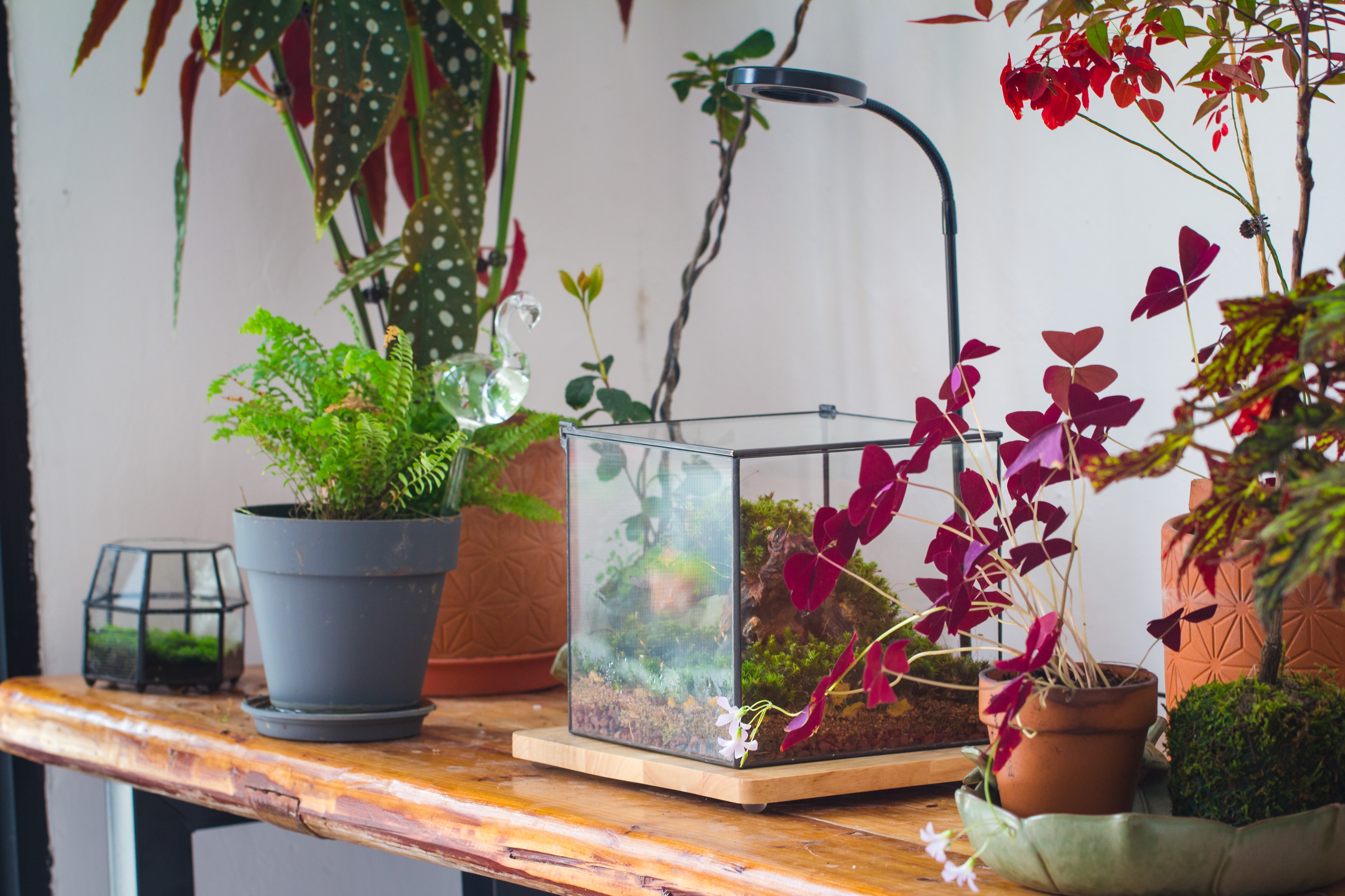 NCYP Basic Rectangle Close Geometric Glass Tin Terrarium, Planter  Multiple Size for Moss Wall, Fern, Landscape multiple size, No plants - NCYPgarden