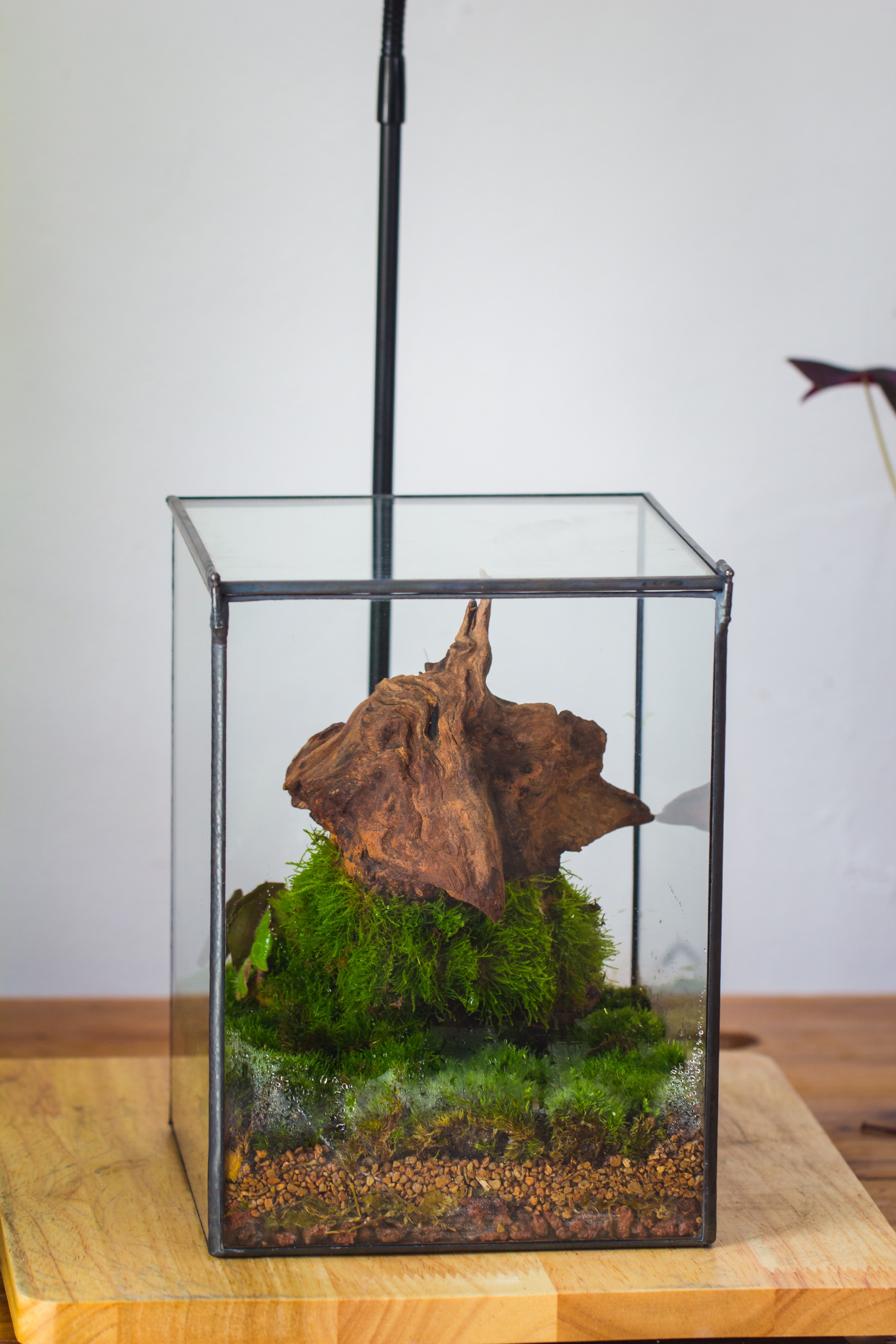 NCYP Basic Rectangle Close Geometric Glass Tin Terrarium, Planter  Multiple Size for Moss Wall, Fern, Landscape multiple size, No plants - NCYPgarden