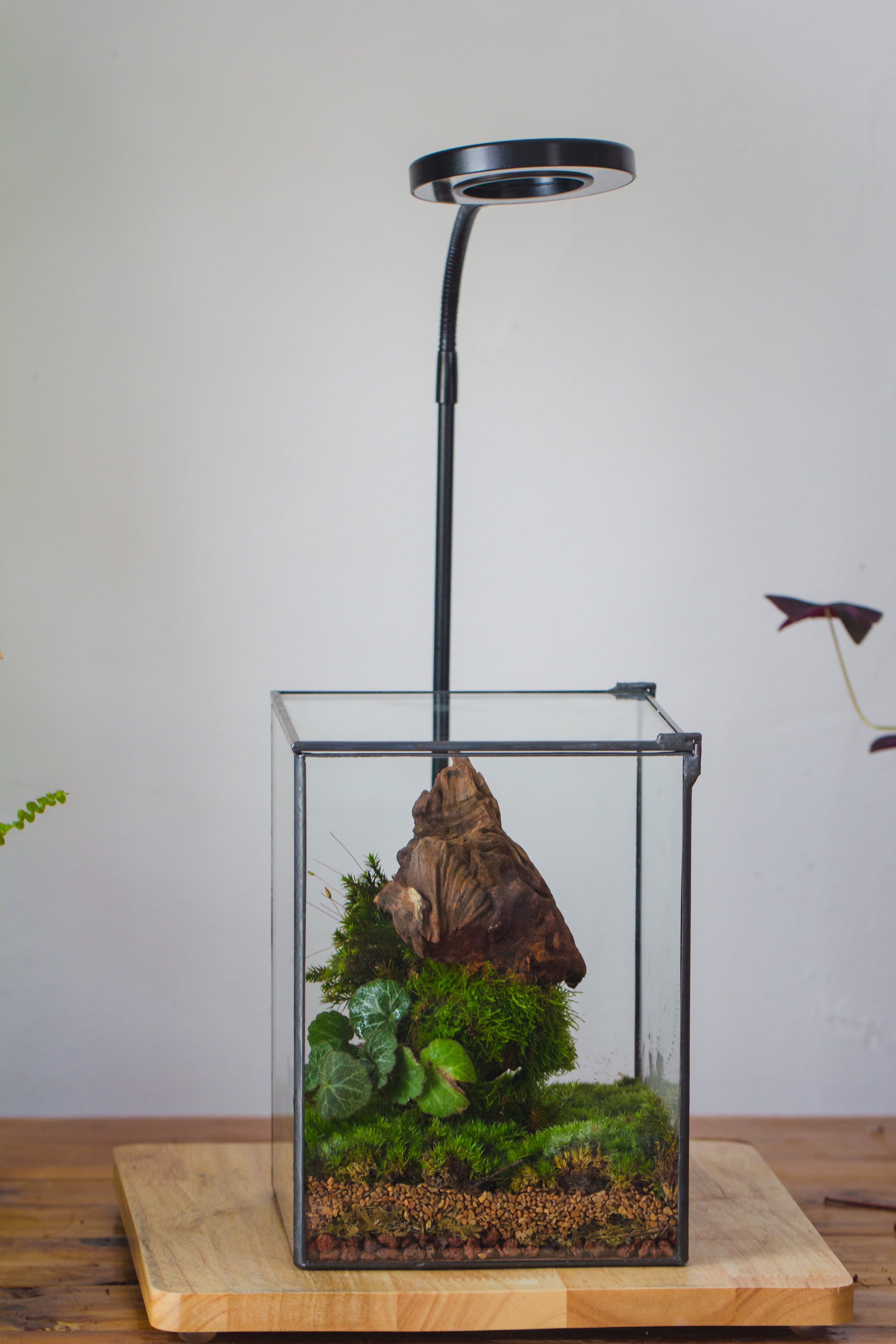 NCYP Basic Rectangle Close Geometric Glass Tin Terrarium, Planter  Multiple Size for Moss Wall, Fern, Landscape multiple size, No plants - NCYPgarden