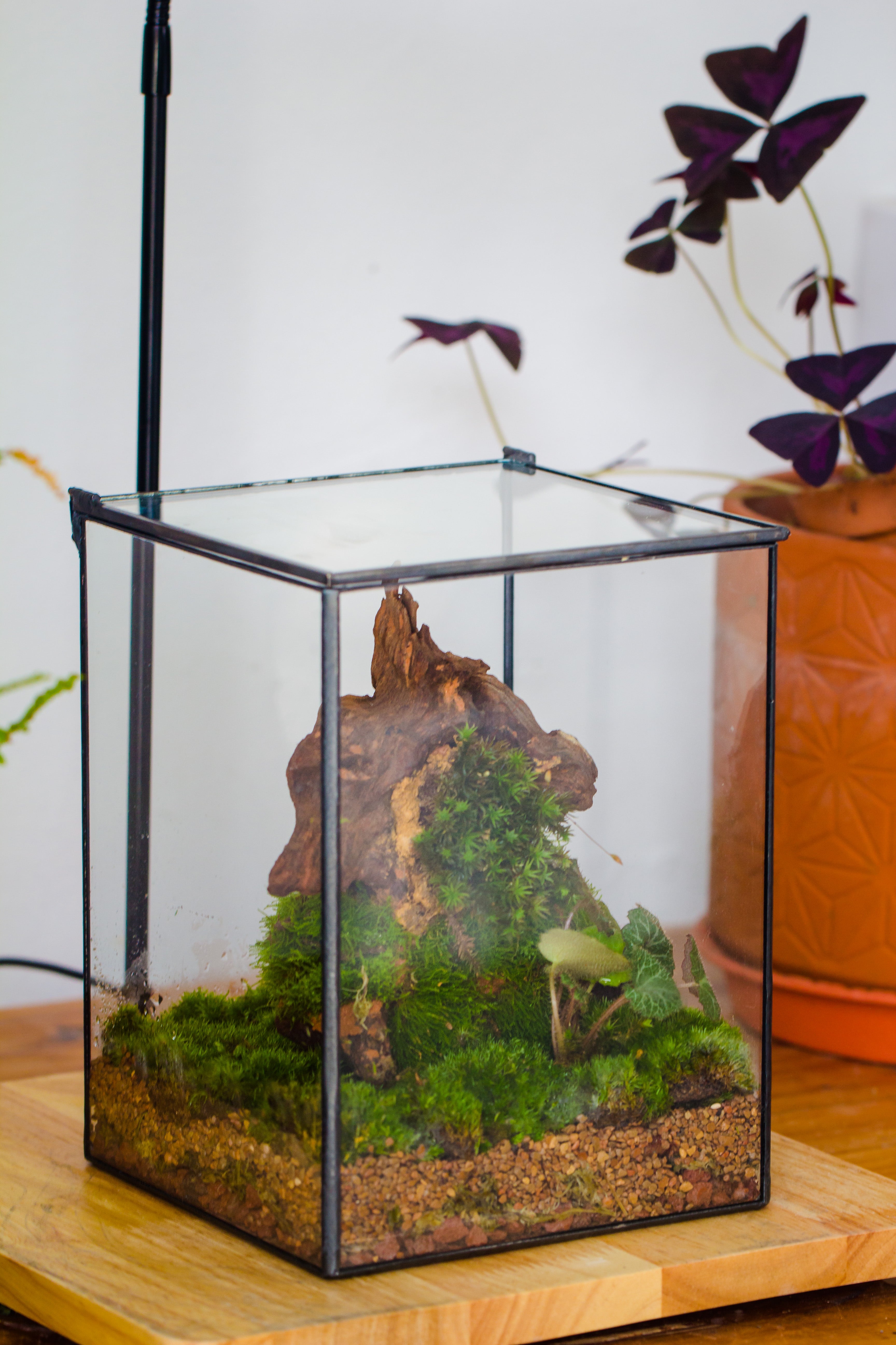 NCYP Basic Rectangle Close Geometric Glass Tin Terrarium, Planter  Multiple Size for Moss Wall, Fern, Landscape multiple size, No plants - NCYPgarden