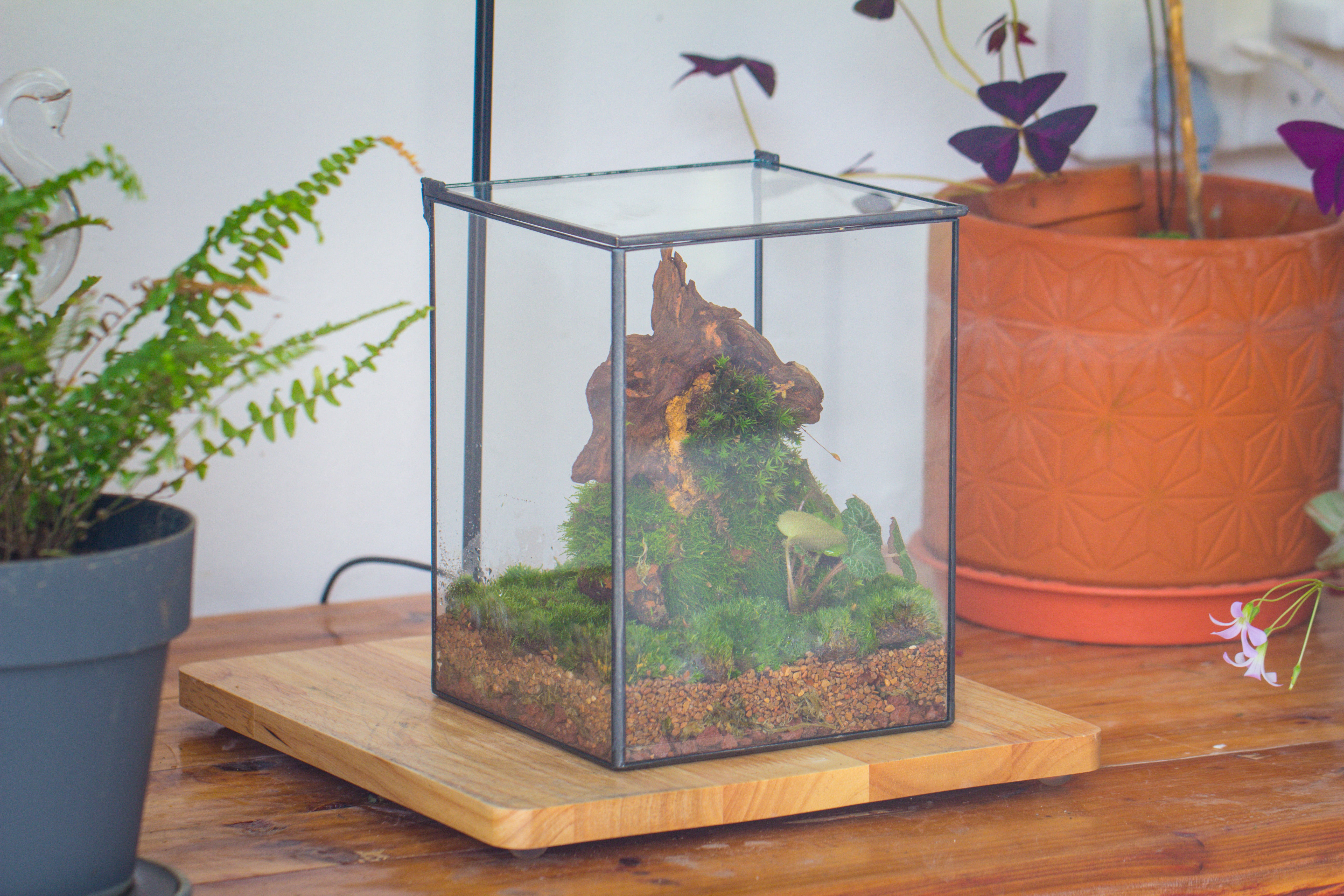 NCYP Basic Rectangle Close Geometric Glass Tin Terrarium, Planter  Multiple Size for Moss Wall, Fern, Landscape multiple size, No plants - NCYPgarden