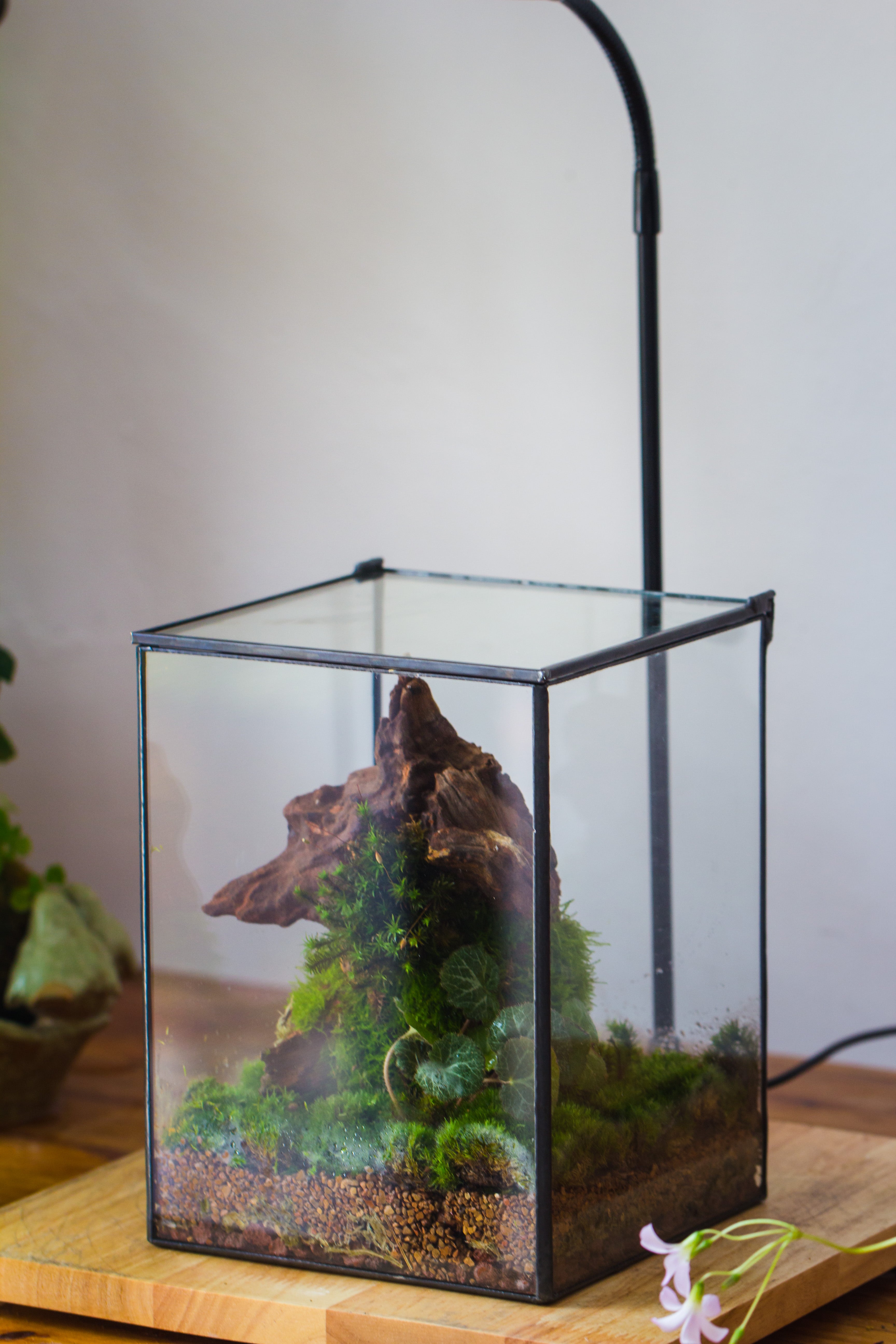 NCYP Basic Rectangle Close Geometric Glass Tin Terrarium, Planter  Multiple Size for Moss Wall, Fern, Landscape multiple size, No plants - NCYPgarden