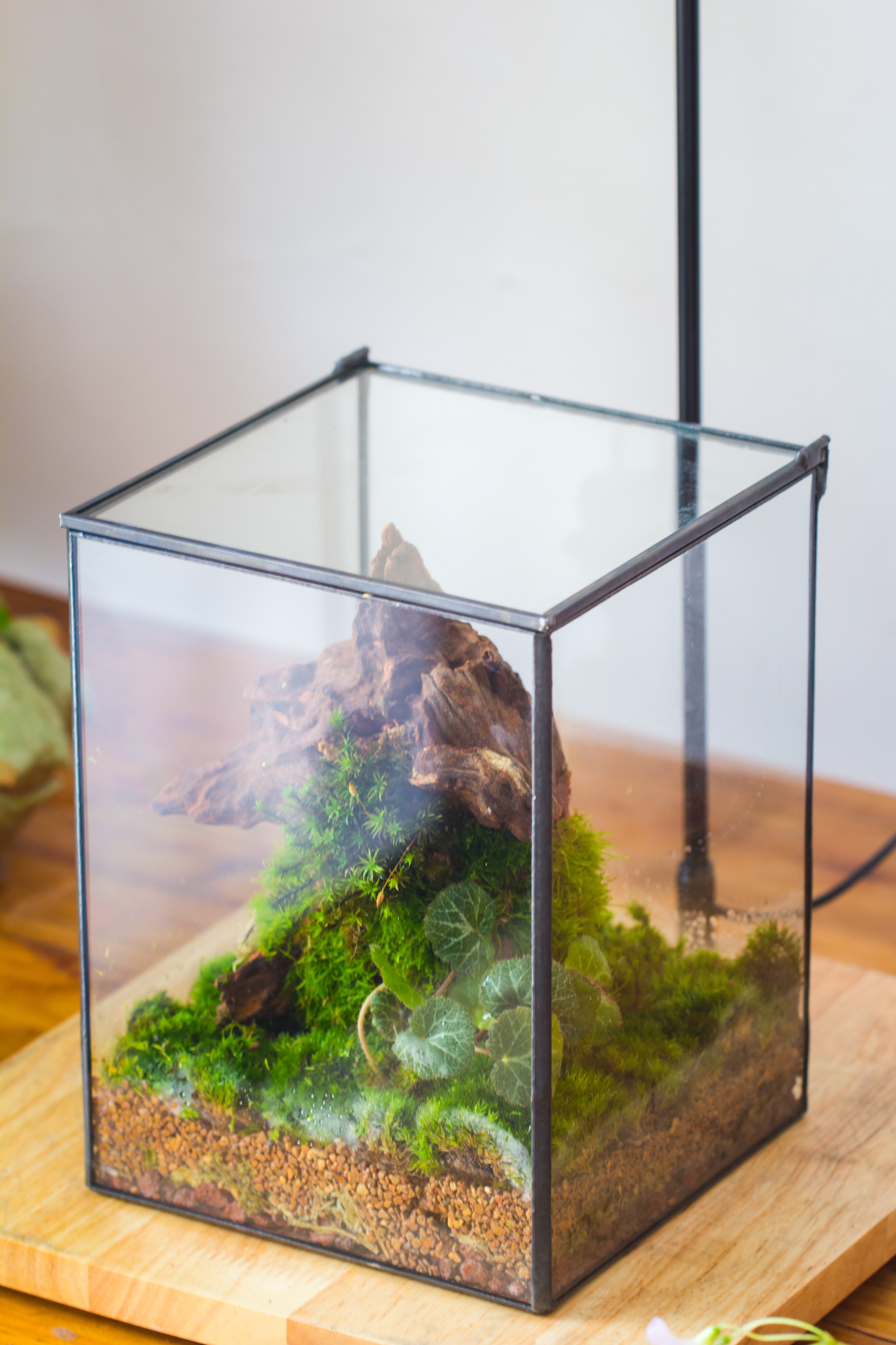 NCYP Basic Rectangle Close Geometric Glass Tin Terrarium, Planter  Multiple Size for Moss Wall, Fern, Landscape multiple size, No plants - NCYPgarden