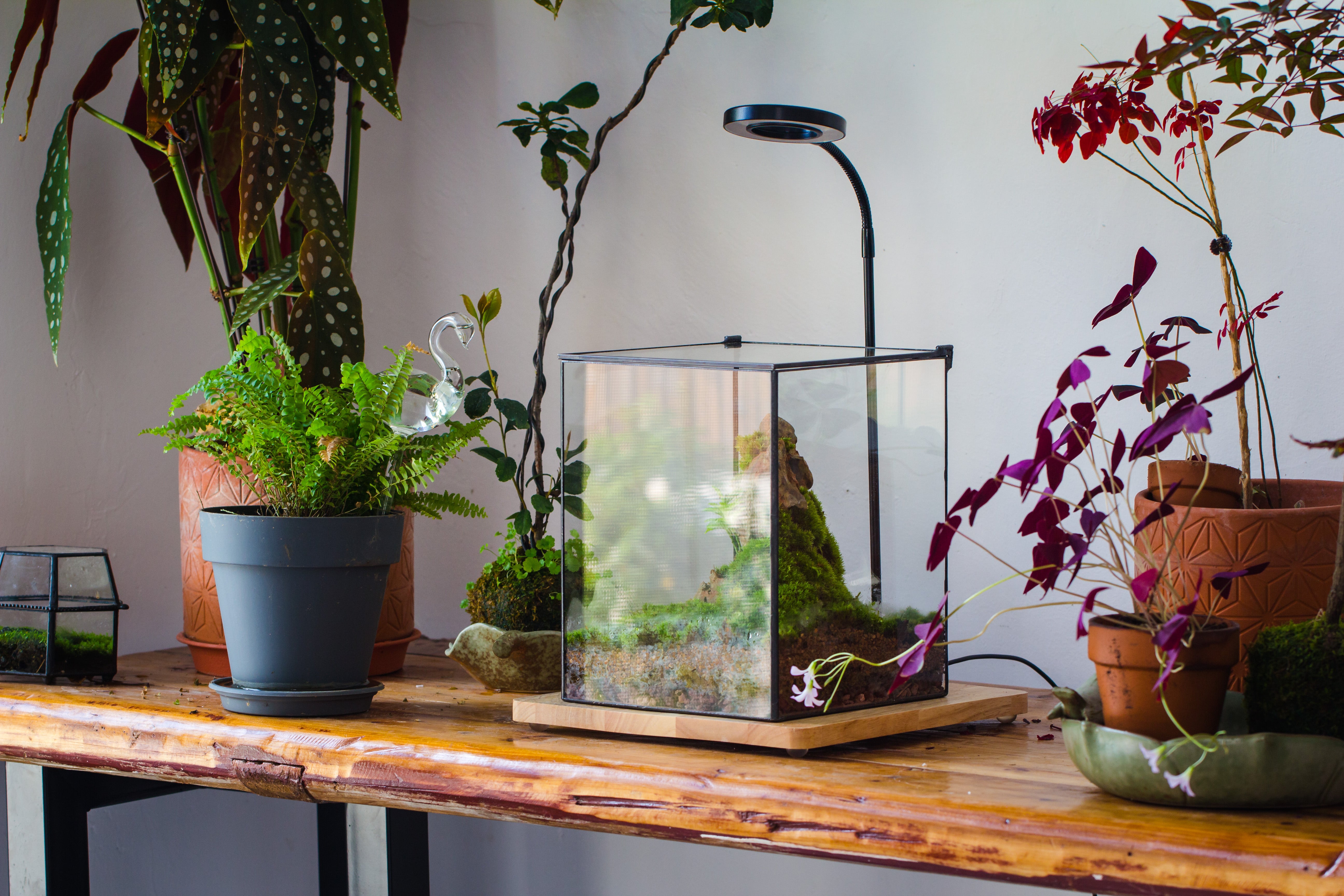 NCYP Basic Rectangle Close Geometric Glass Tin Terrarium, Planter  Multiple Size for Moss Wall, Fern, Landscape multiple size, No plants - NCYPgarden