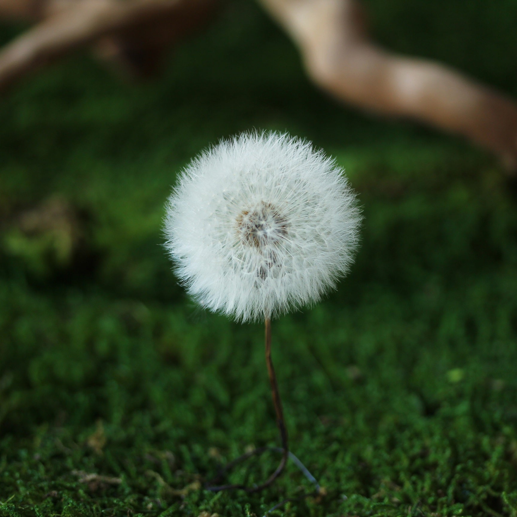 Presered Dandelion Set 3 pcs Dried Flowers, DIY Material for Bouquet, - NCYPgarden