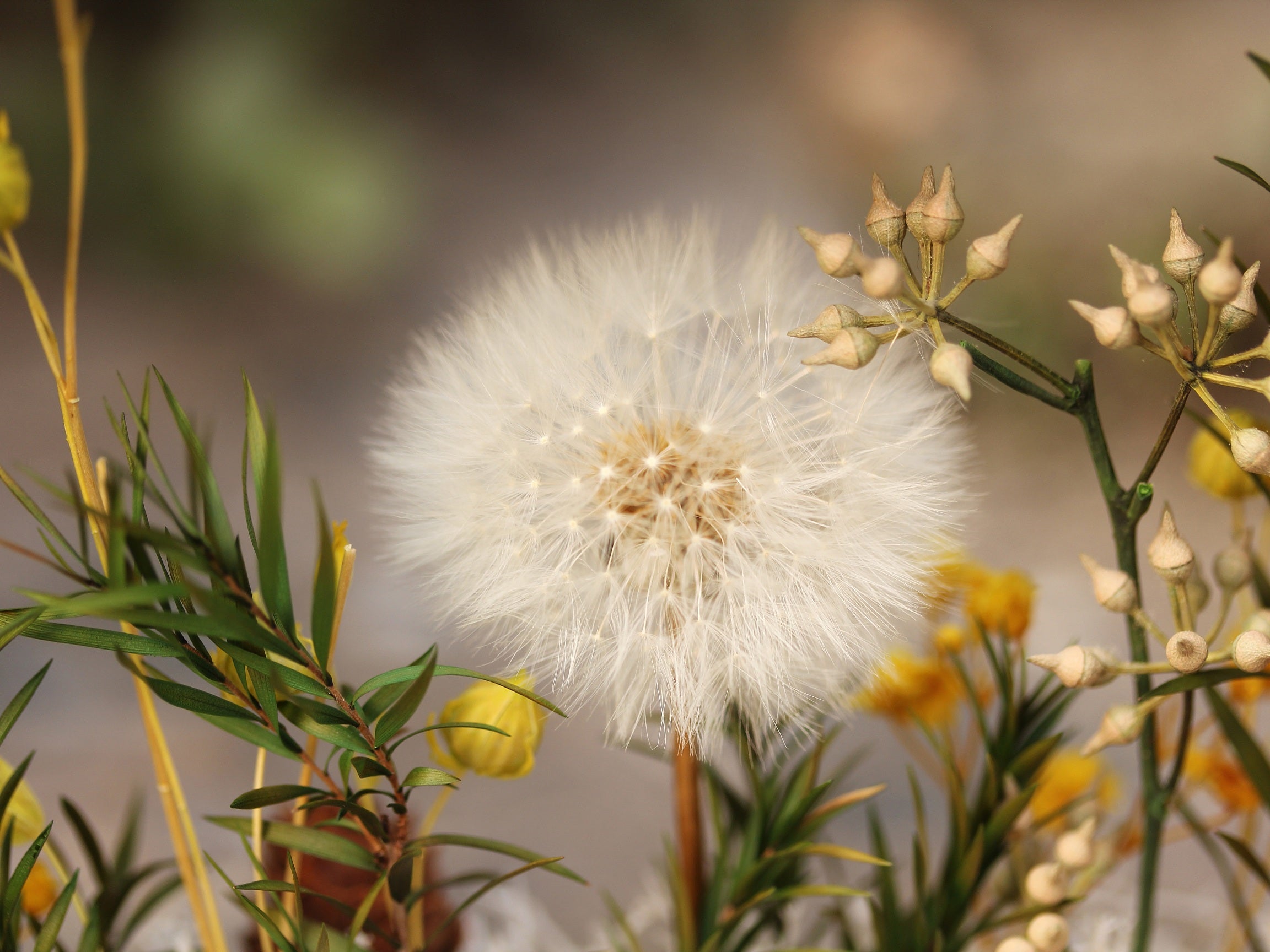 Presered Dandelion Set 3 pcs Dried Flowers, DIY Material for Bouquet, - NCYPgarden
