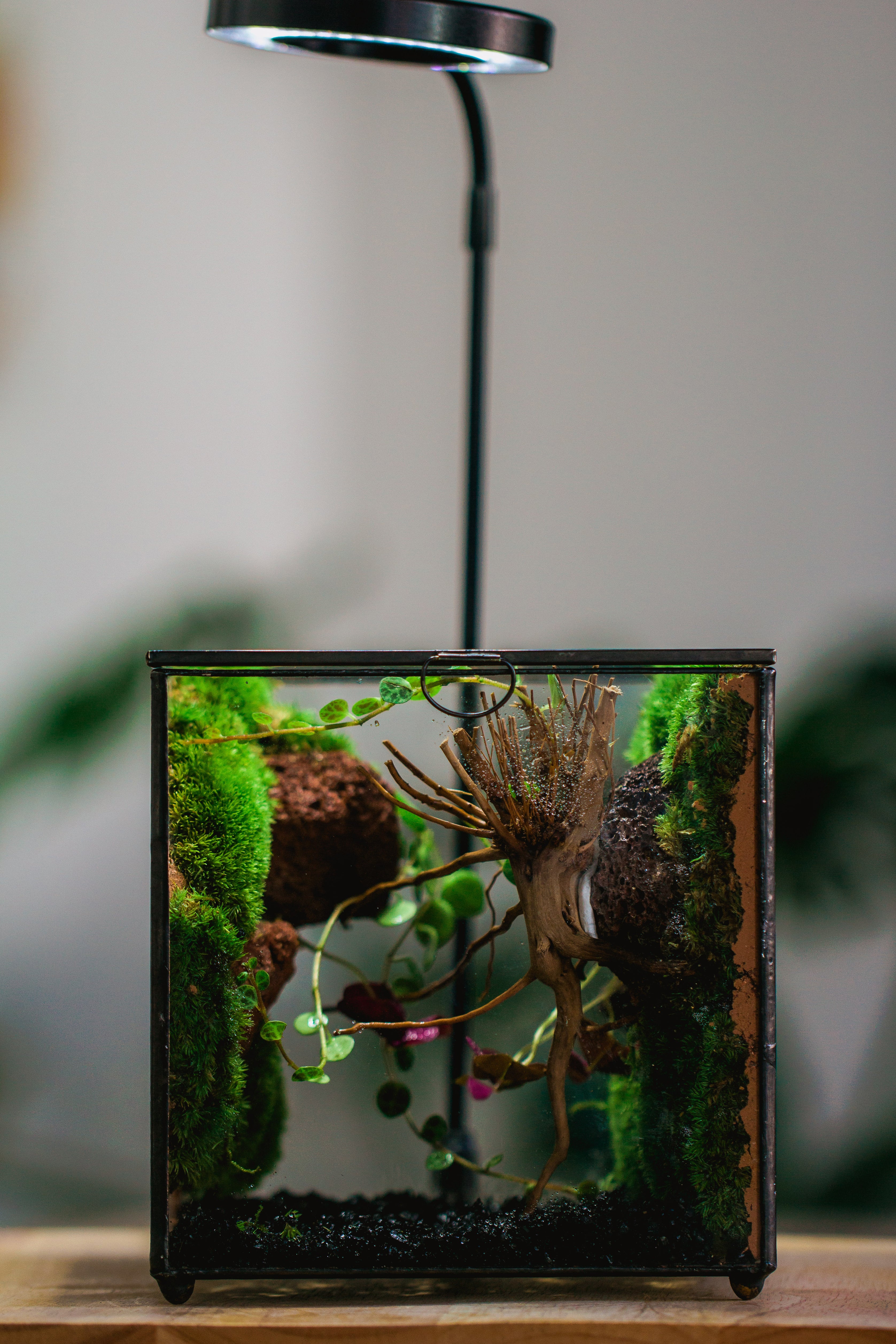 5-8cm Red Horticultural Lava Rock Volcanic Rock for Terrarium, Bonsai Landscape, 500g - NCYPgarden