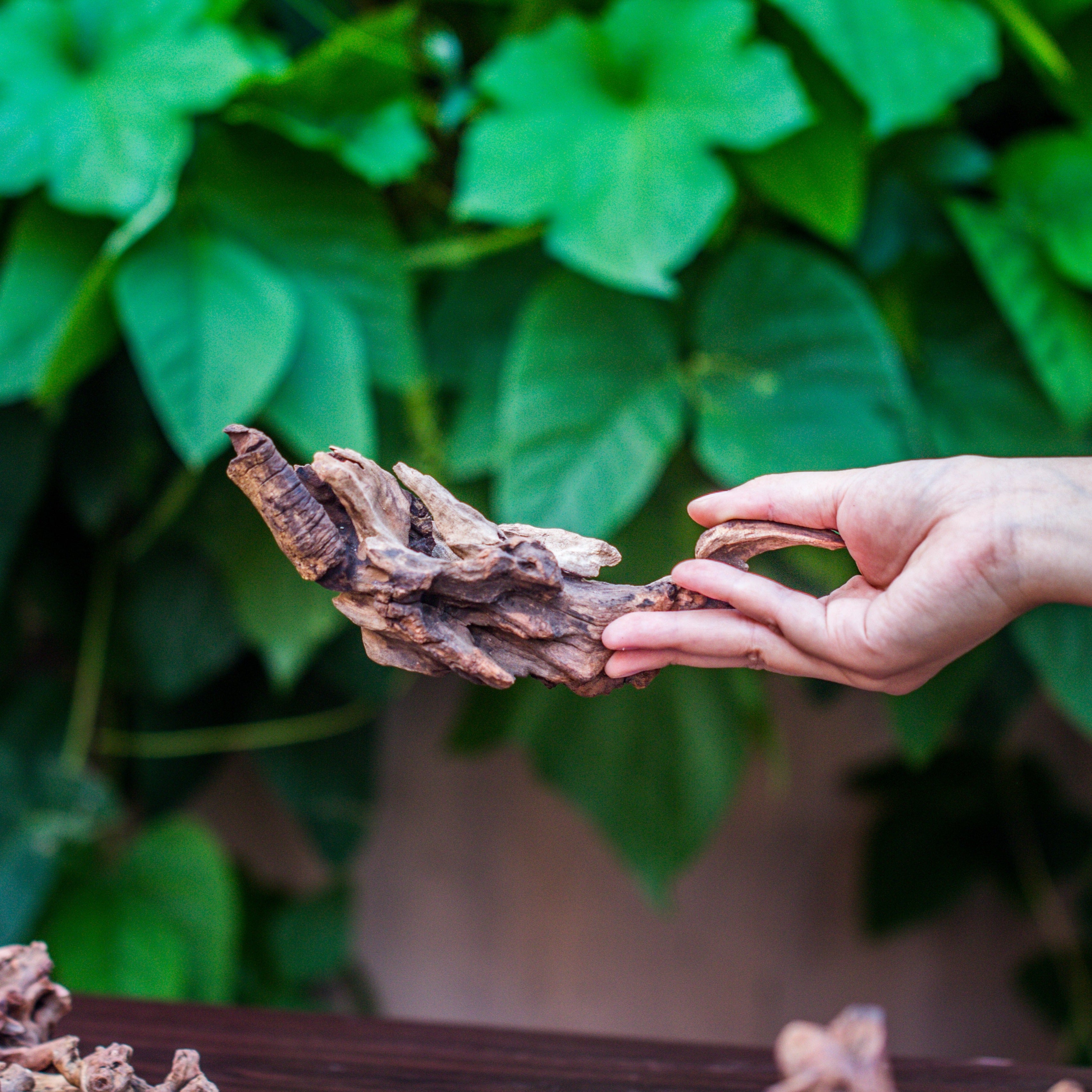 Natural Driftwood Roots bag for  Moss Terrarium Succulents Air Plants Reptile Miniature Habitat - NCYPgarden