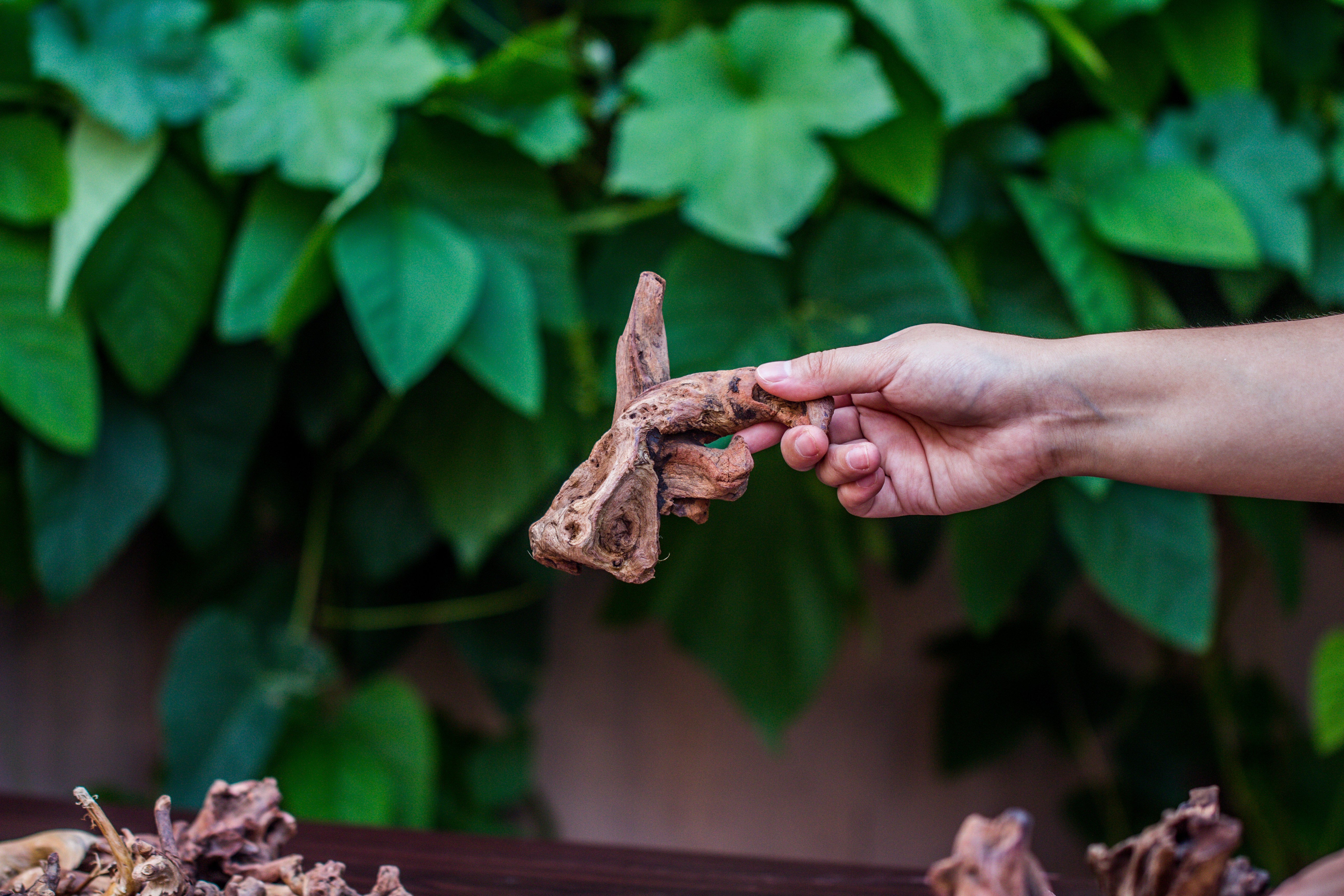 Natural Driftwood Roots bag for  Moss Terrarium Succulents Air Plants Reptile Miniature Habitat - NCYPgarden