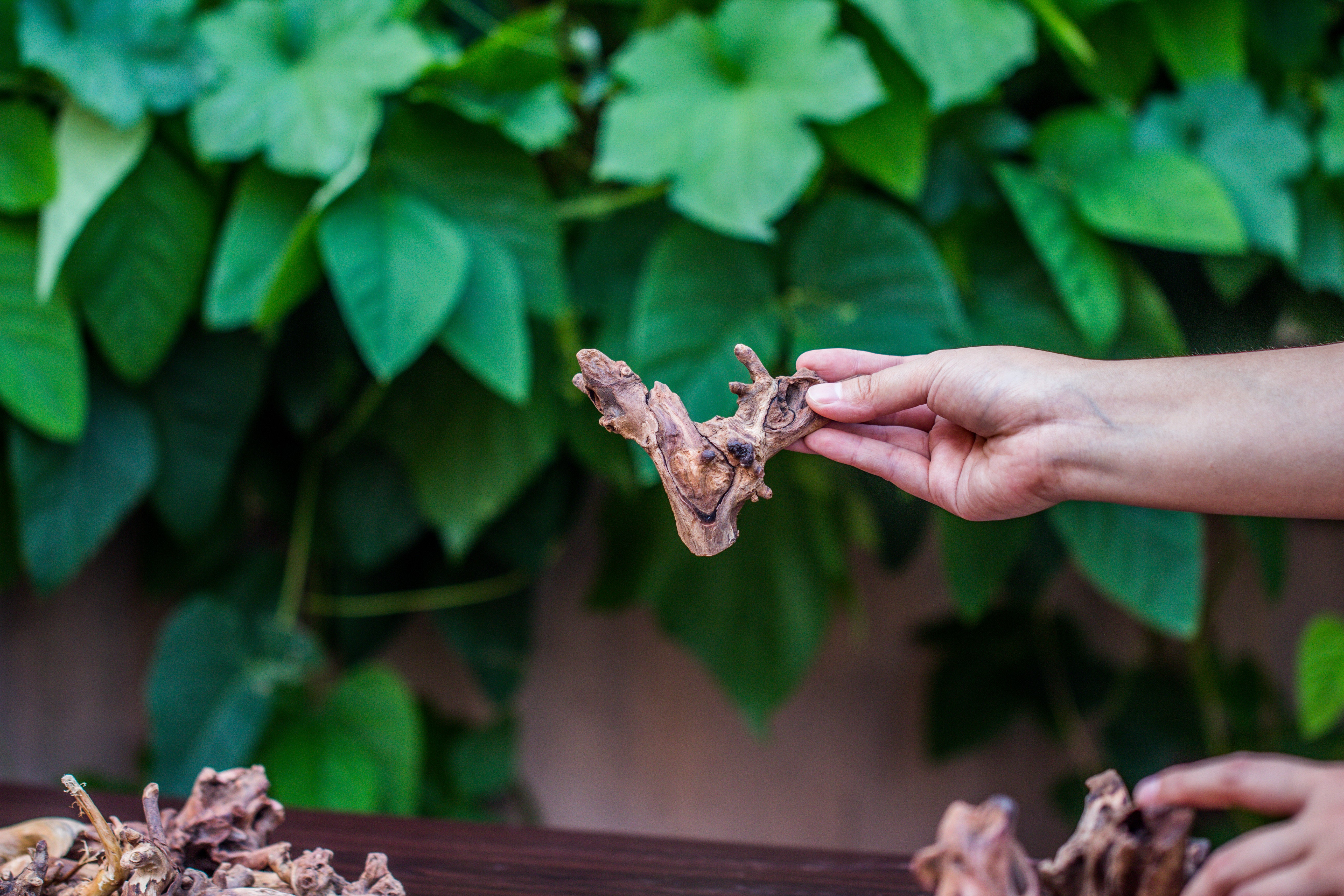 Natural Driftwood Roots bag for  Moss Terrarium Succulents Air Plants Reptile Miniature Habitat - NCYPgarden
