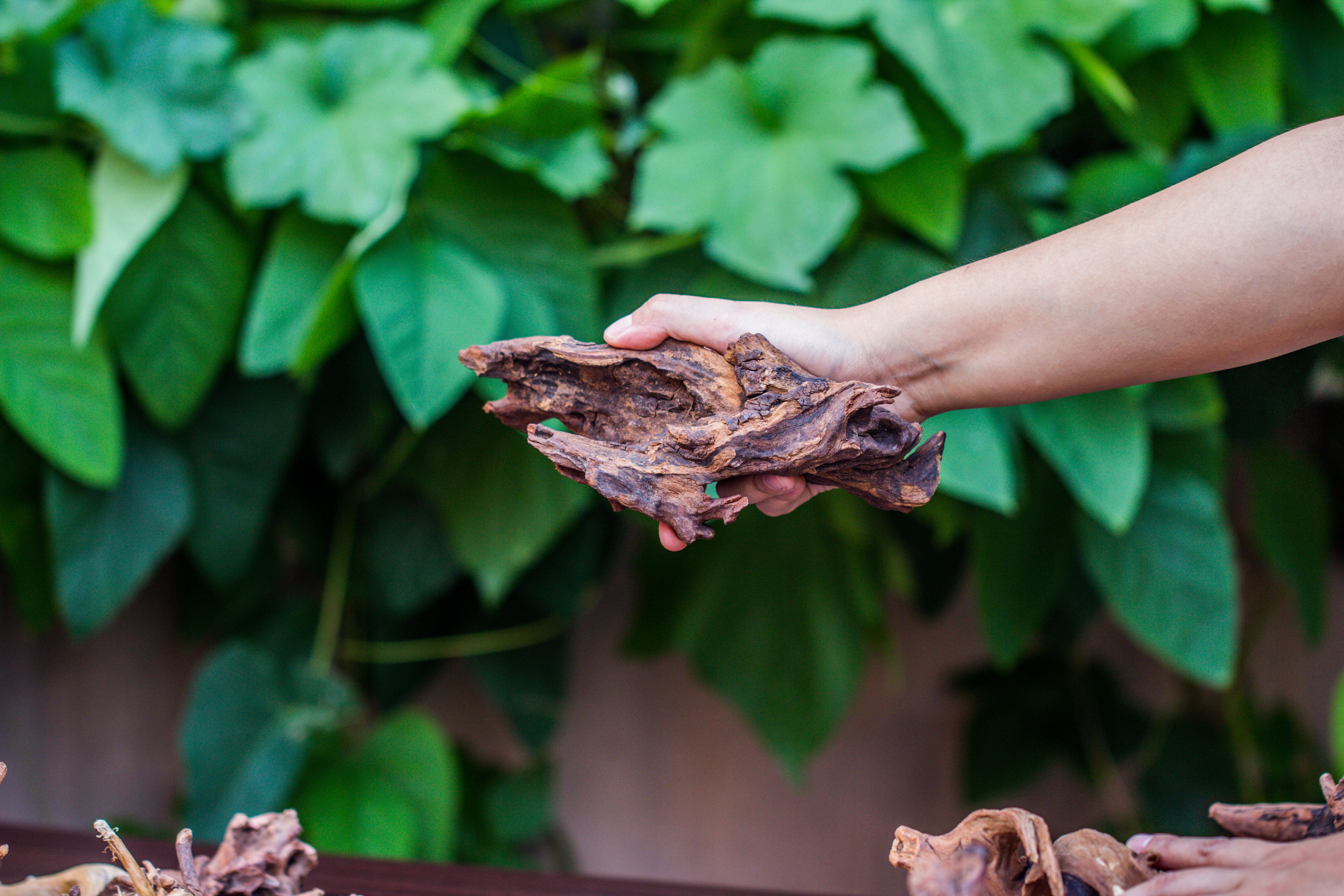 Natural Driftwood Roots bag for  Moss Terrarium Succulents Air Plants Reptile Miniature Habitat - NCYPgarden