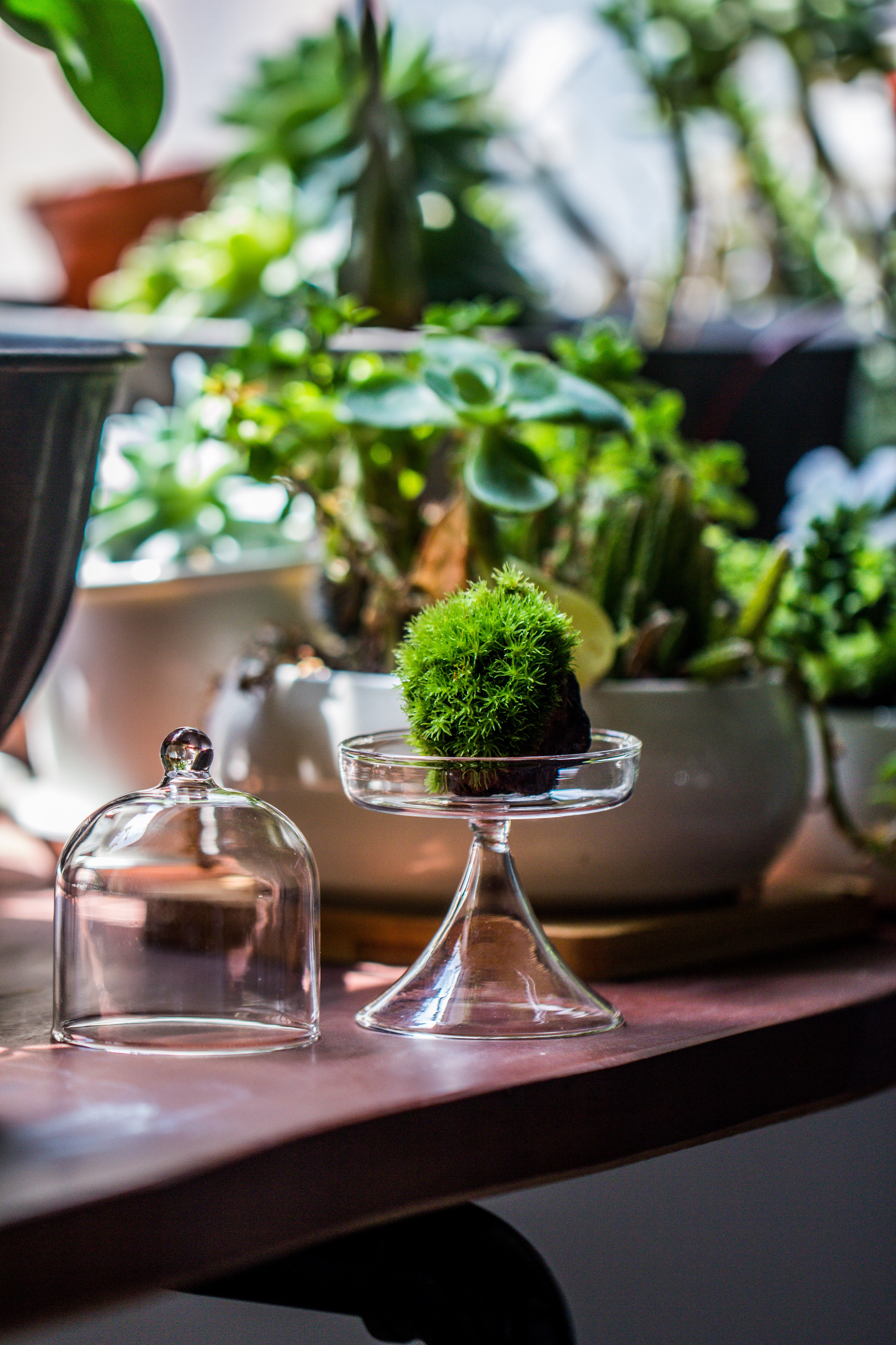 Mini glass serve stand  dome cloche set 7x12.8cm - NCYPgarden