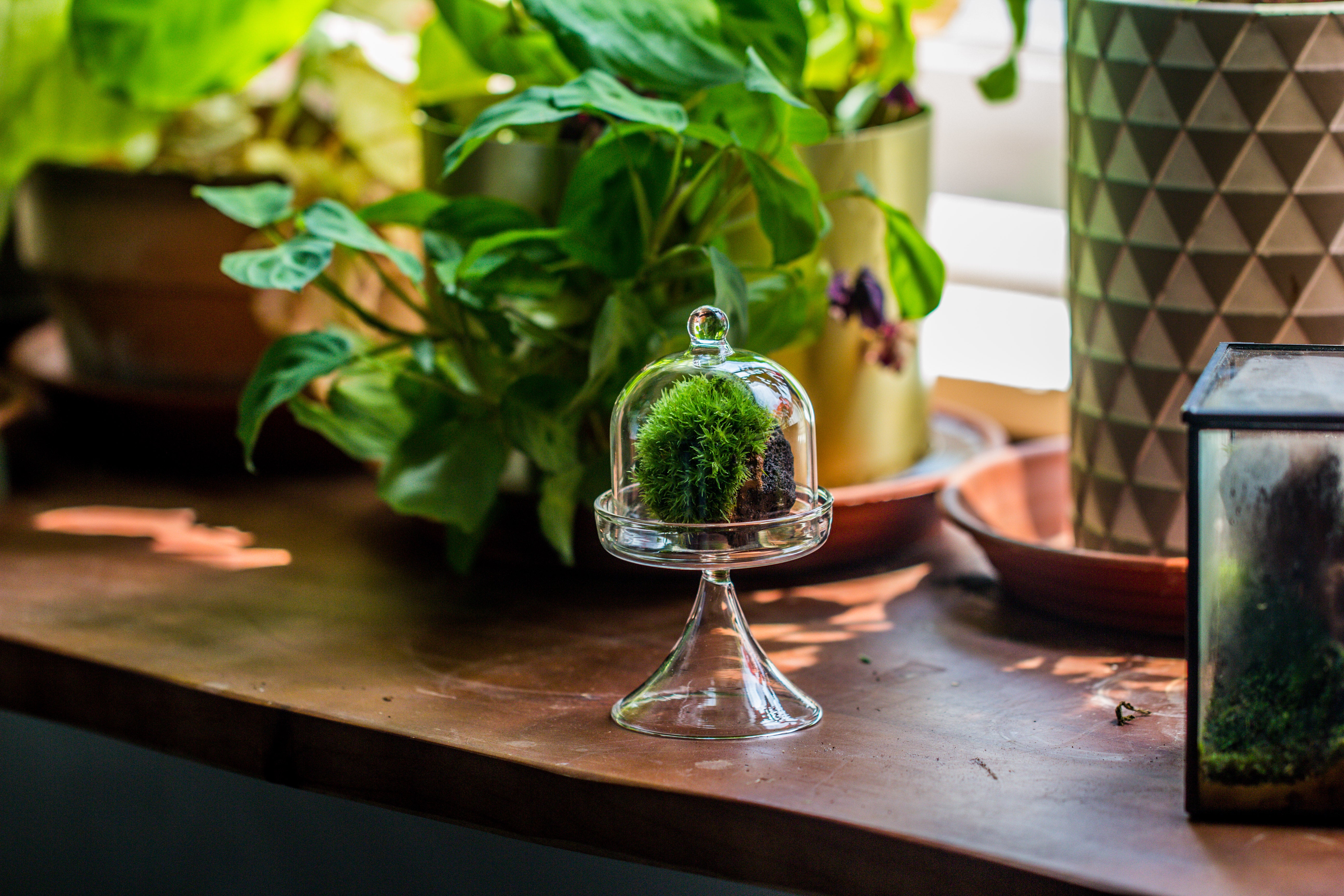 Mini glass serve stand  dome cloche set 7x12.8cm - NCYPgarden