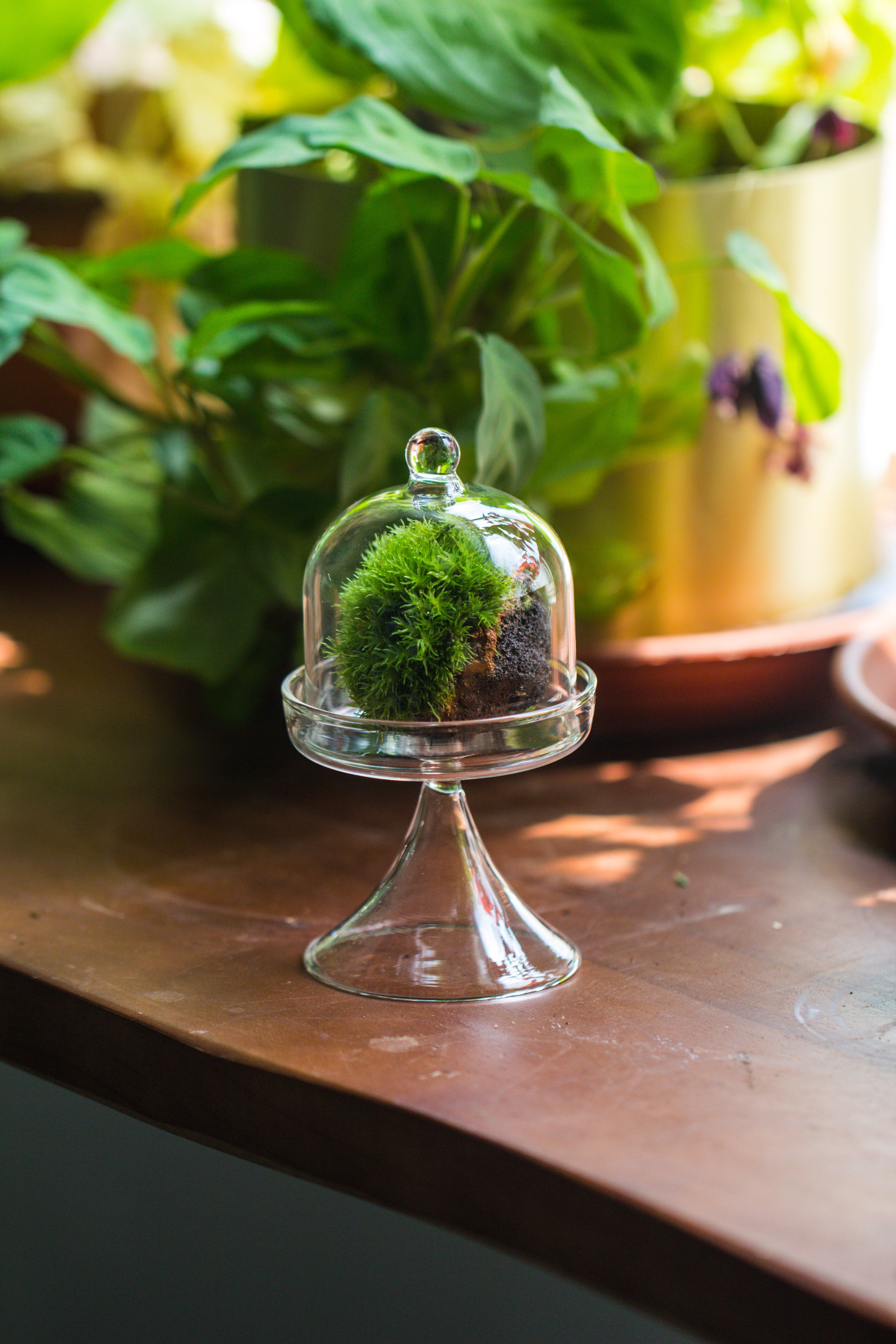 Mini glass serve stand  dome cloche set 7x12.8cm - NCYPgarden