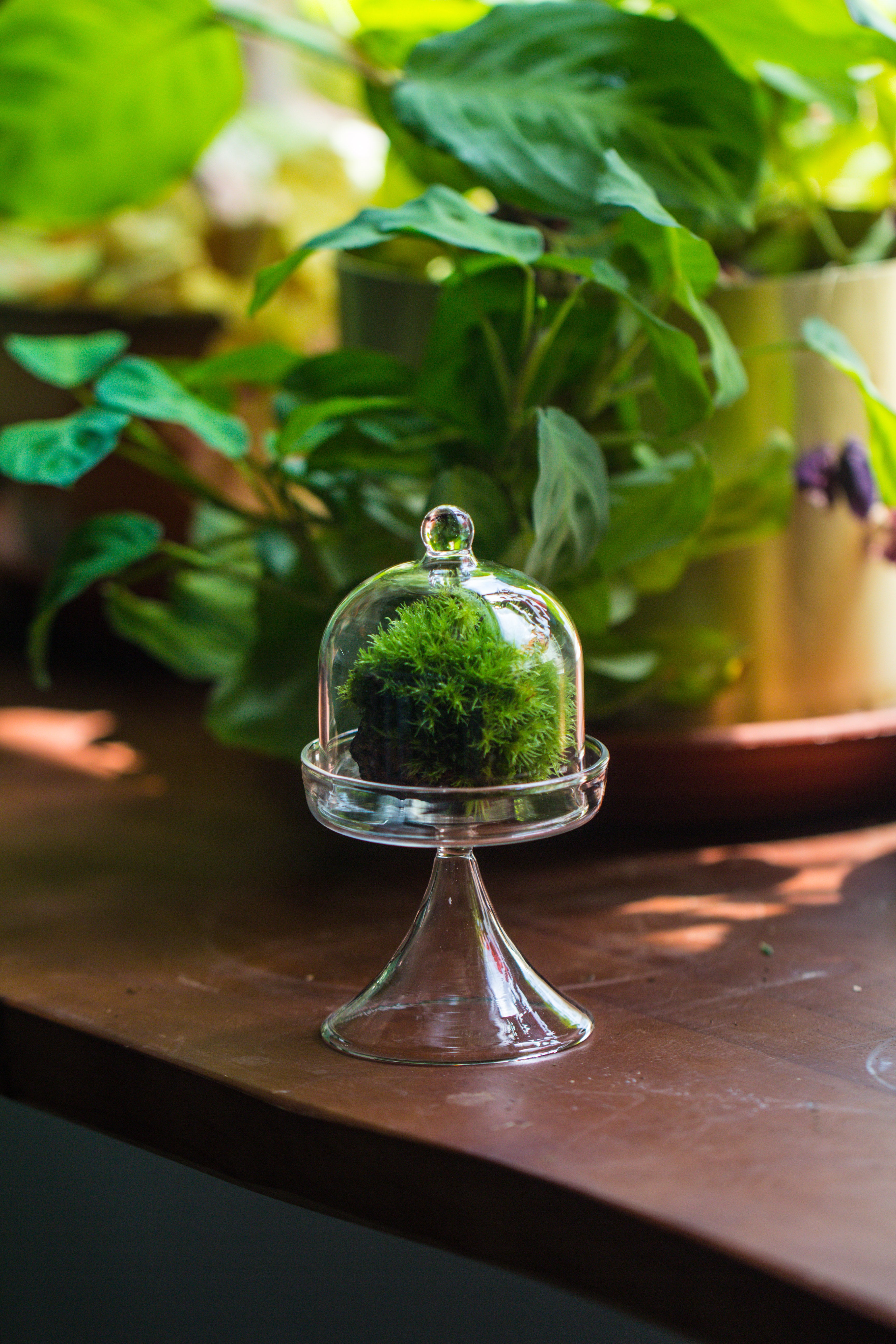 Mini glass serve stand  dome cloche set 7x12.8cm - NCYPgarden