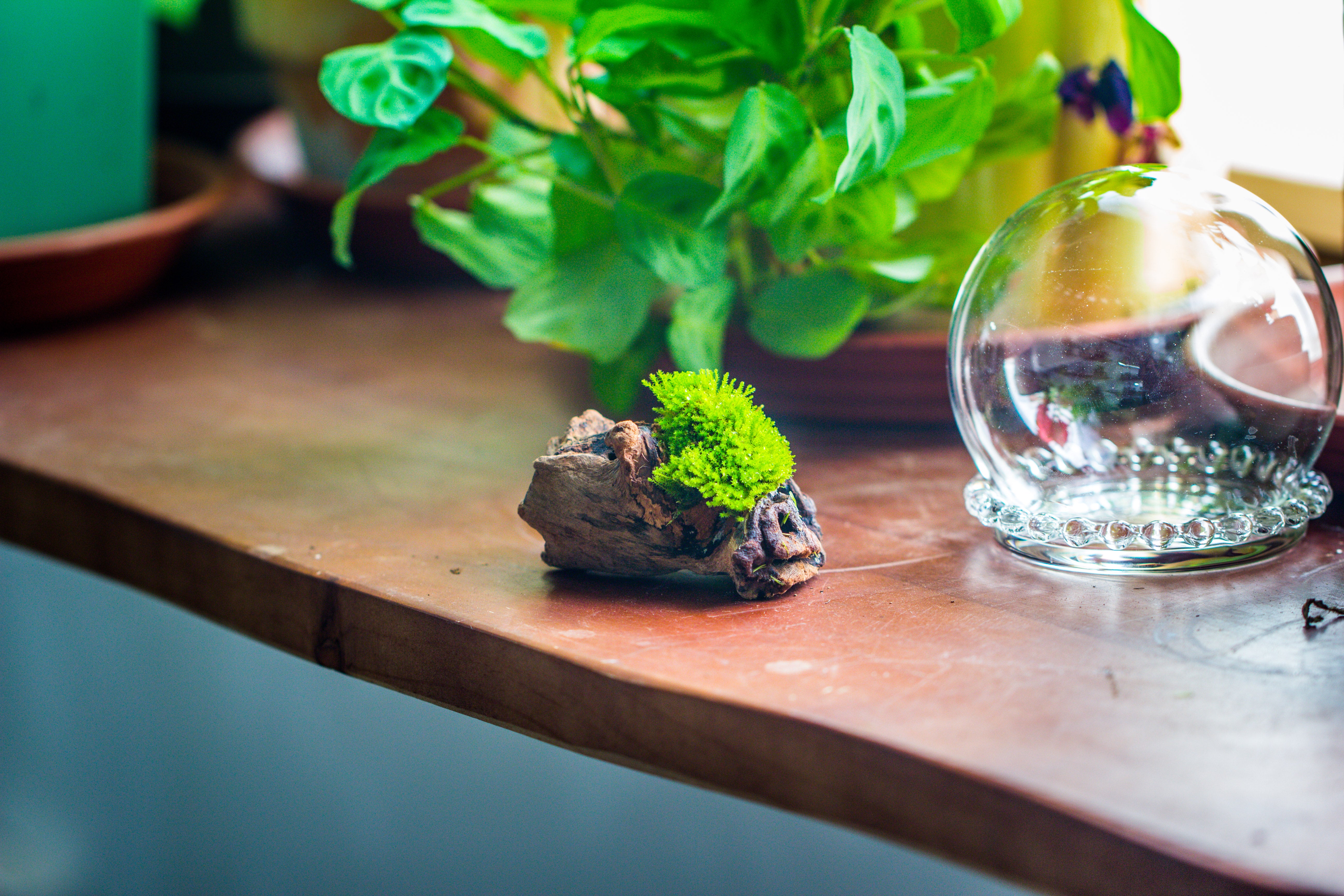 mini glass globe cloche with decorative beaded base 9.5x10.8cm - NCYPgarden