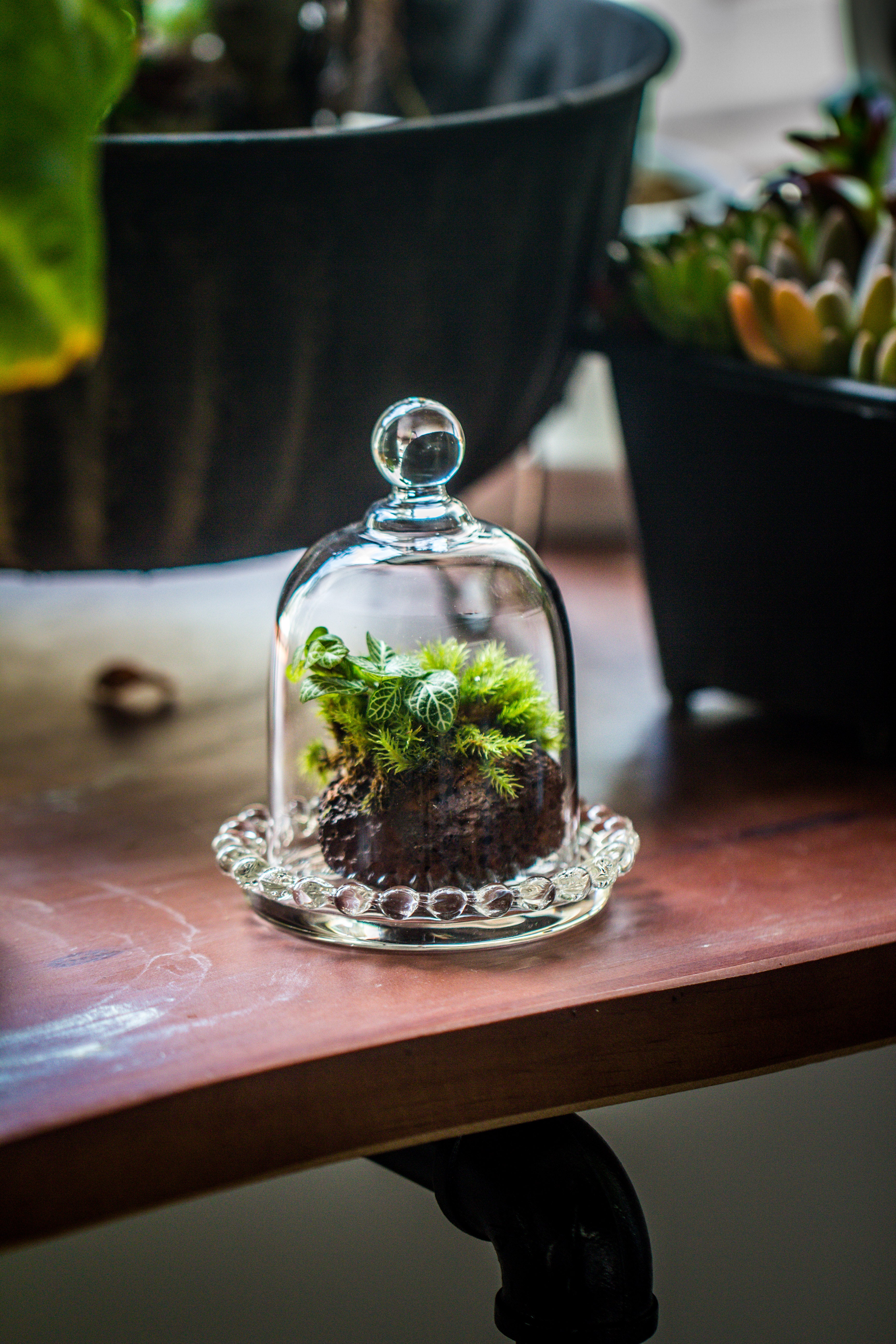 mini bell shape glass cloche dome with beaded decorative base 9.5x14cm - NCYPgarden