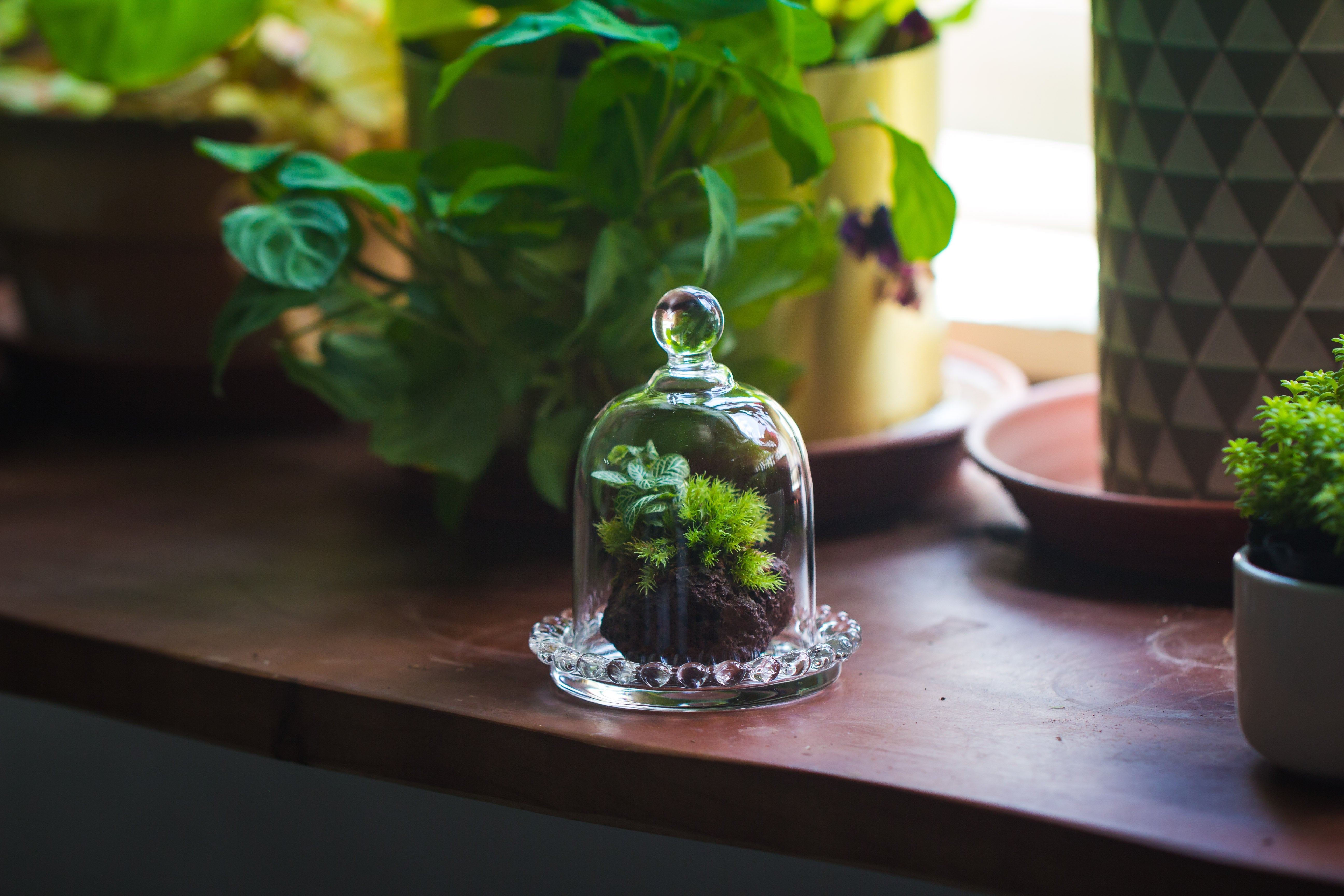 mini bell shape glass cloche dome with beaded decorative base 9.5x14cm - NCYPgarden