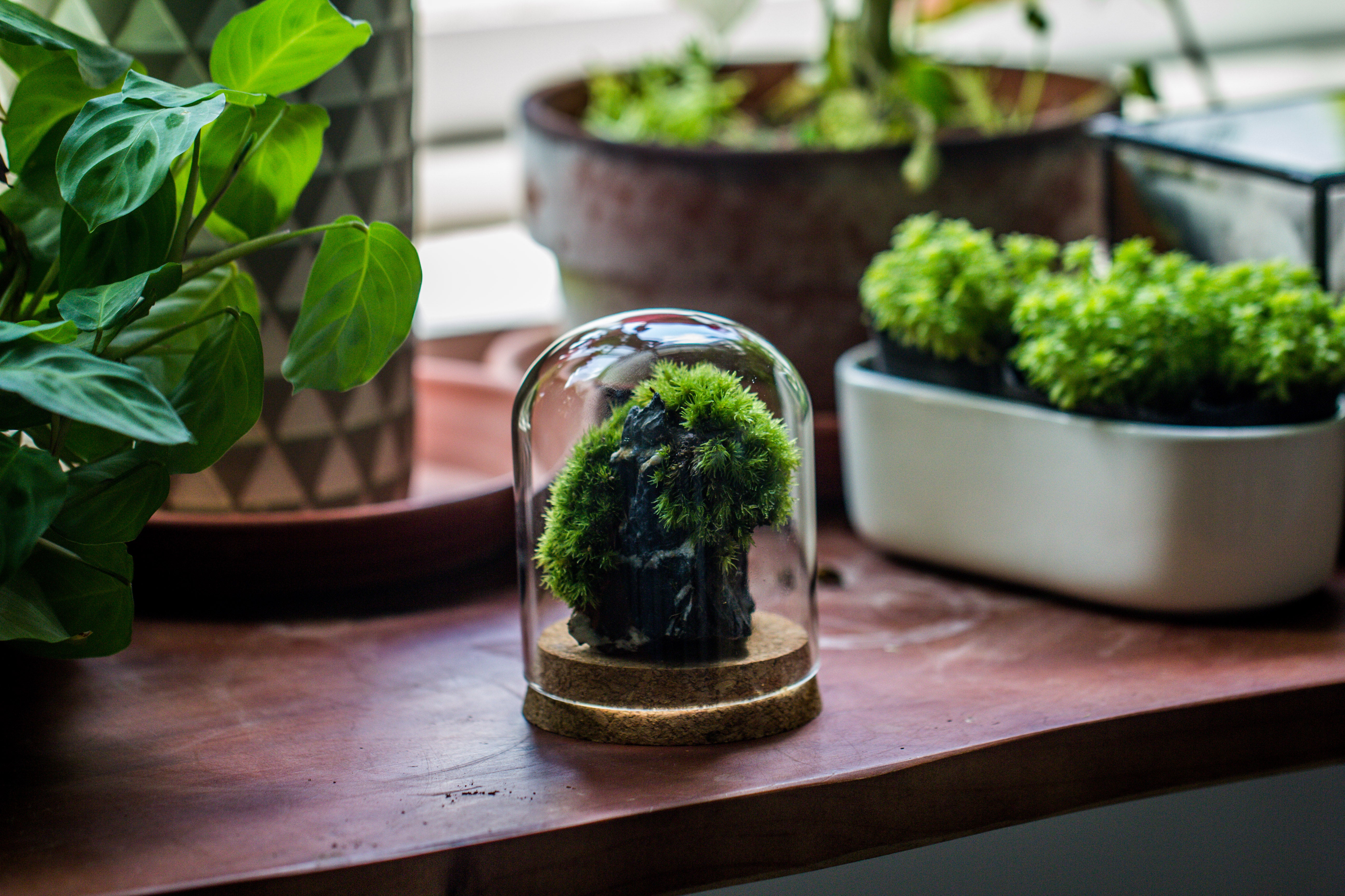 glass cloche dome tube glass cloche dome with corkplug multiple size available - NCYPgarden