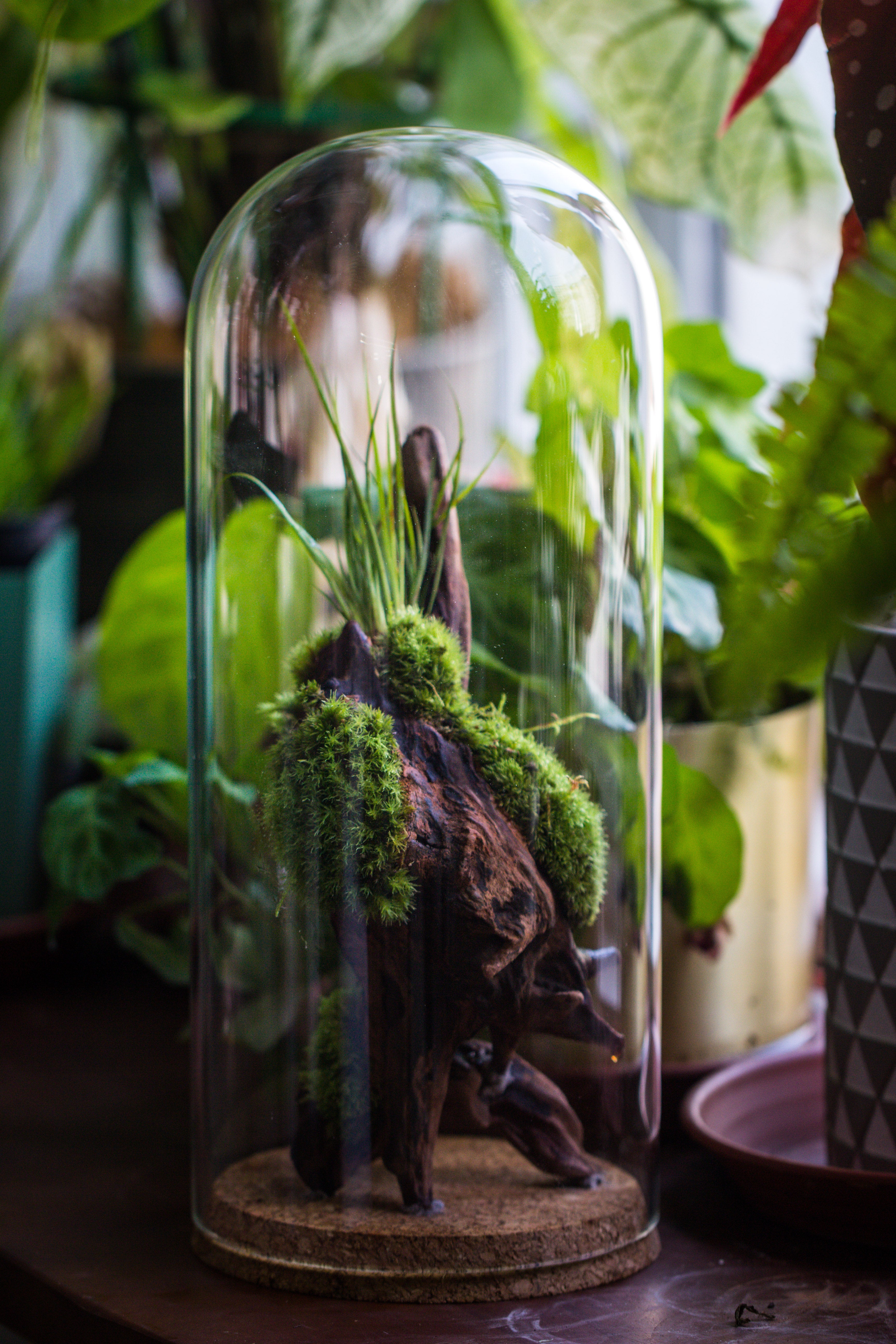 glass cloche dome tube glass cloche dome with corkplug multiple size available - NCYPgarden