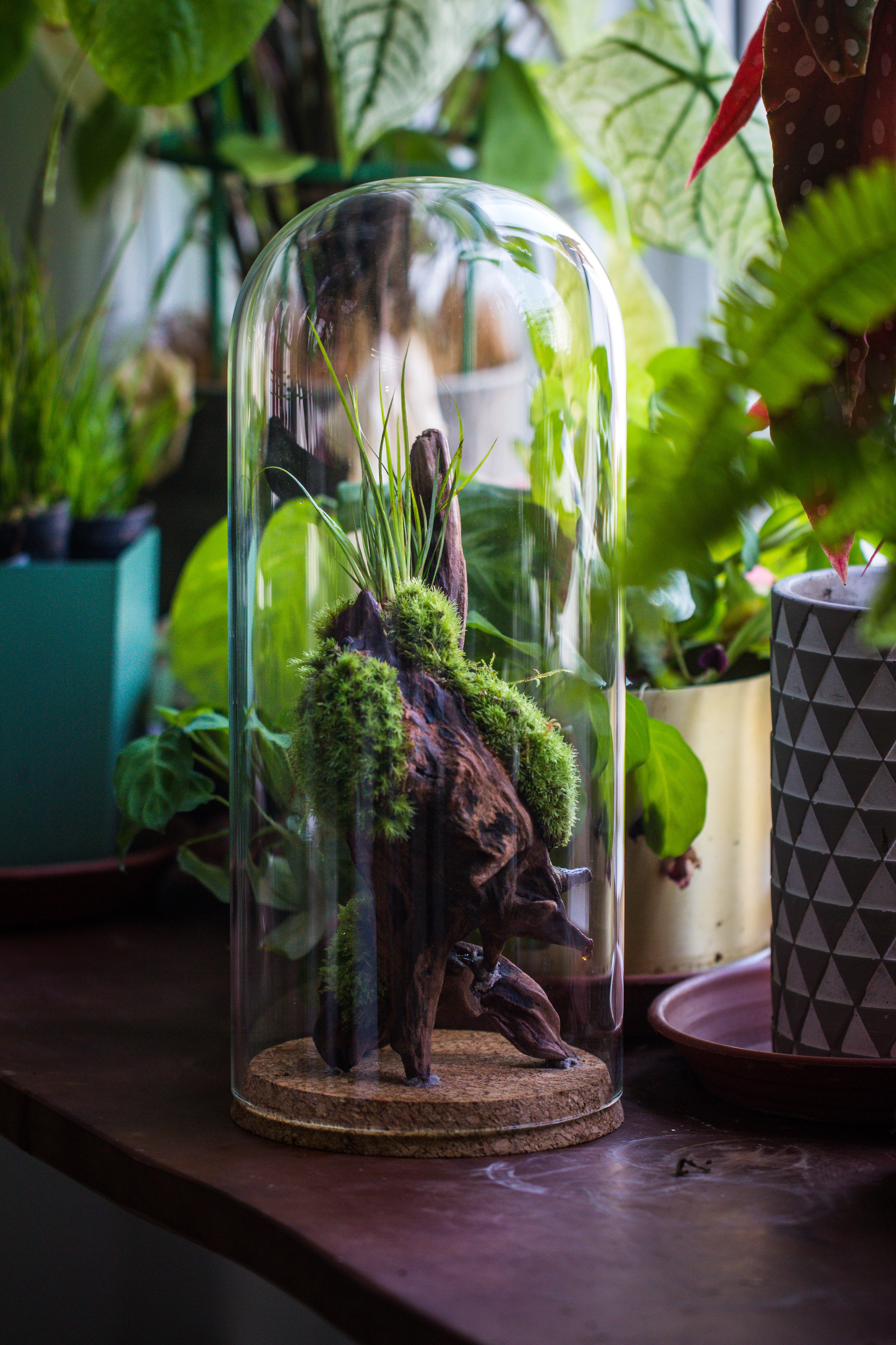 glass cloche dome tube glass cloche dome with corkplug multiple size available - NCYPgarden