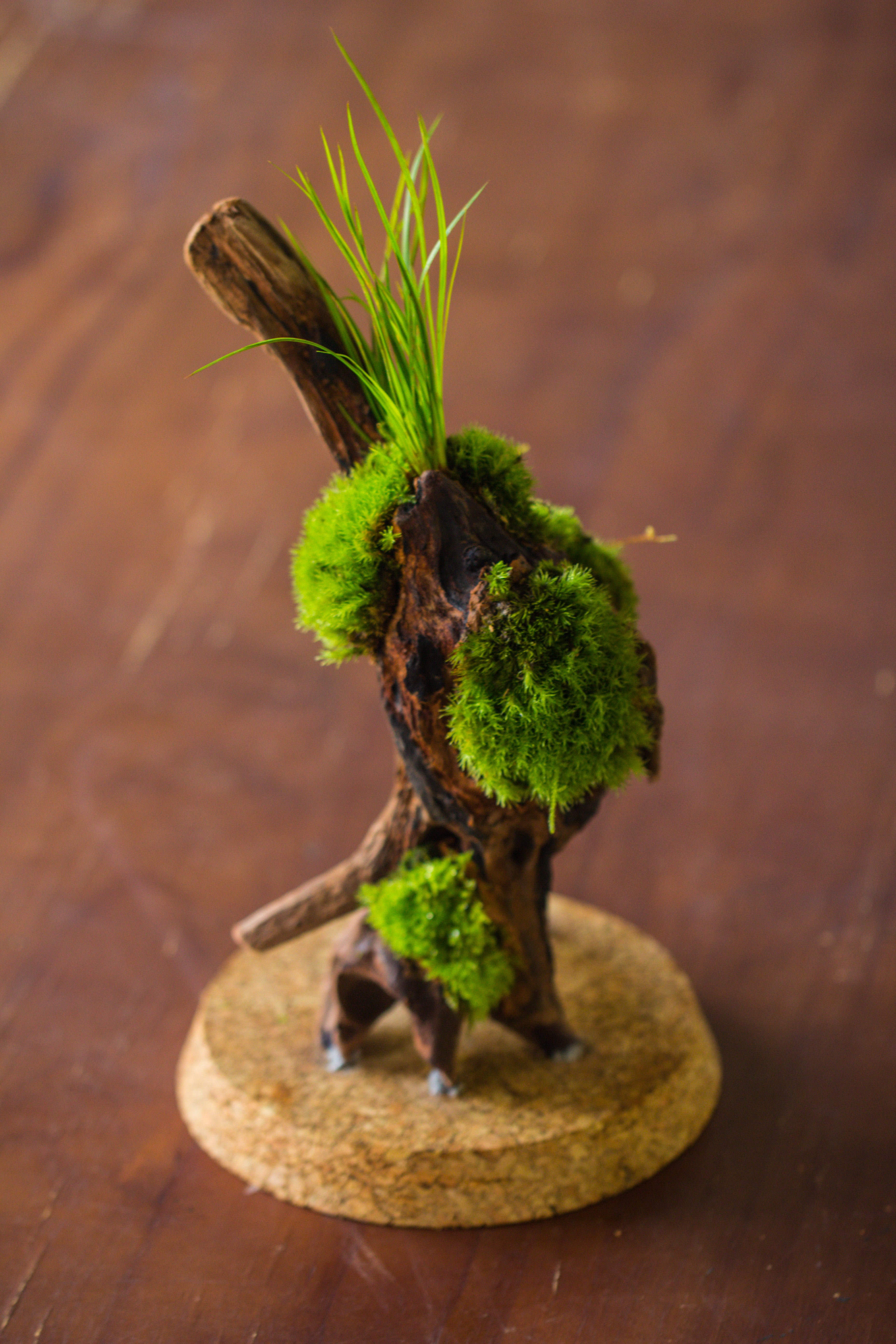 glass cloche dome tube glass cloche dome with corkplug multiple size available - NCYPgarden