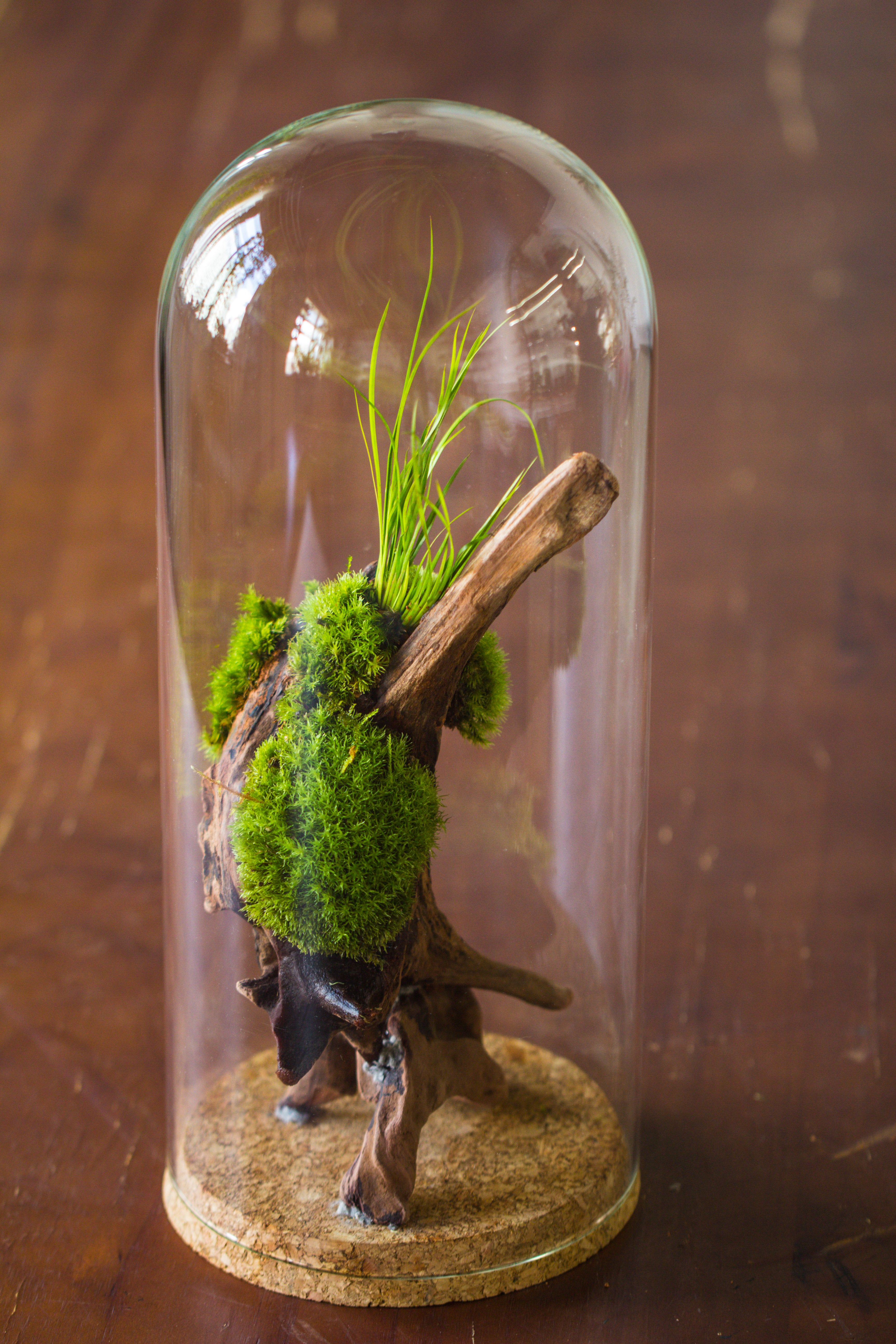 glass cloche dome tube glass cloche dome with corkplug multiple size available - NCYPgarden