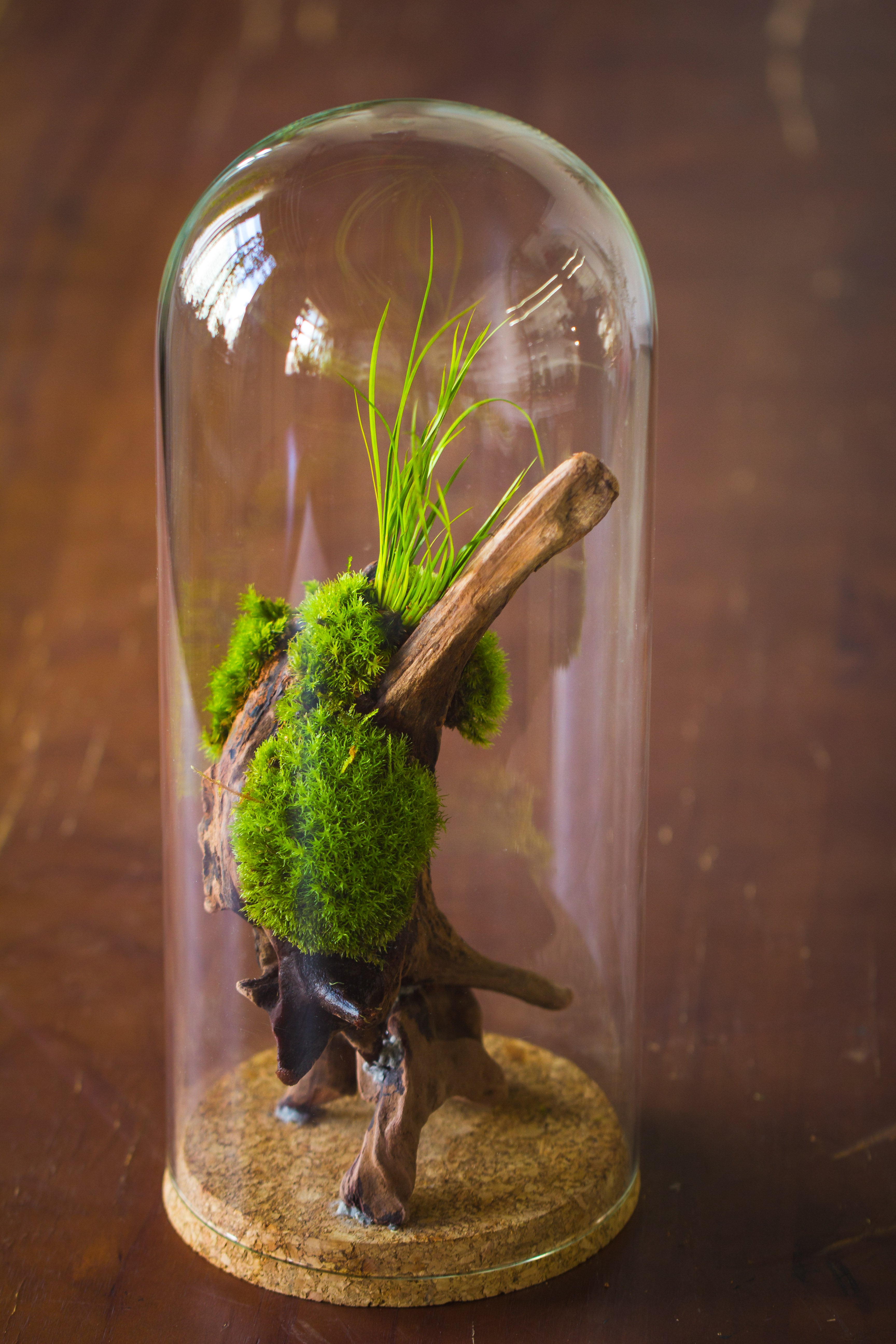 glass cloche dome tube glass cloche dome with corkplug multiple size available - NCYPgarden