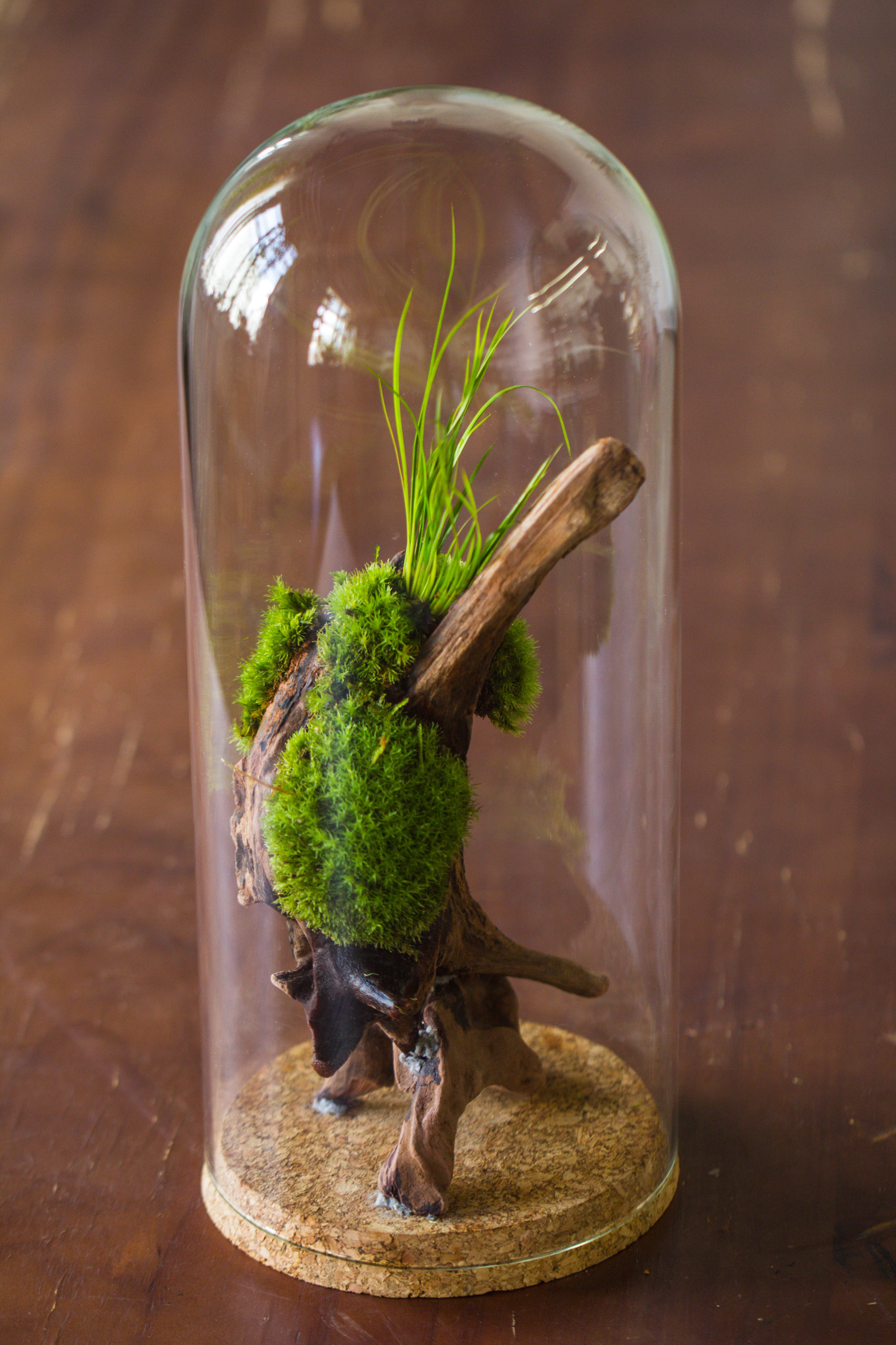 glass cloche dome tube glass cloche dome with corkplug multiple size available - NCYPgarden