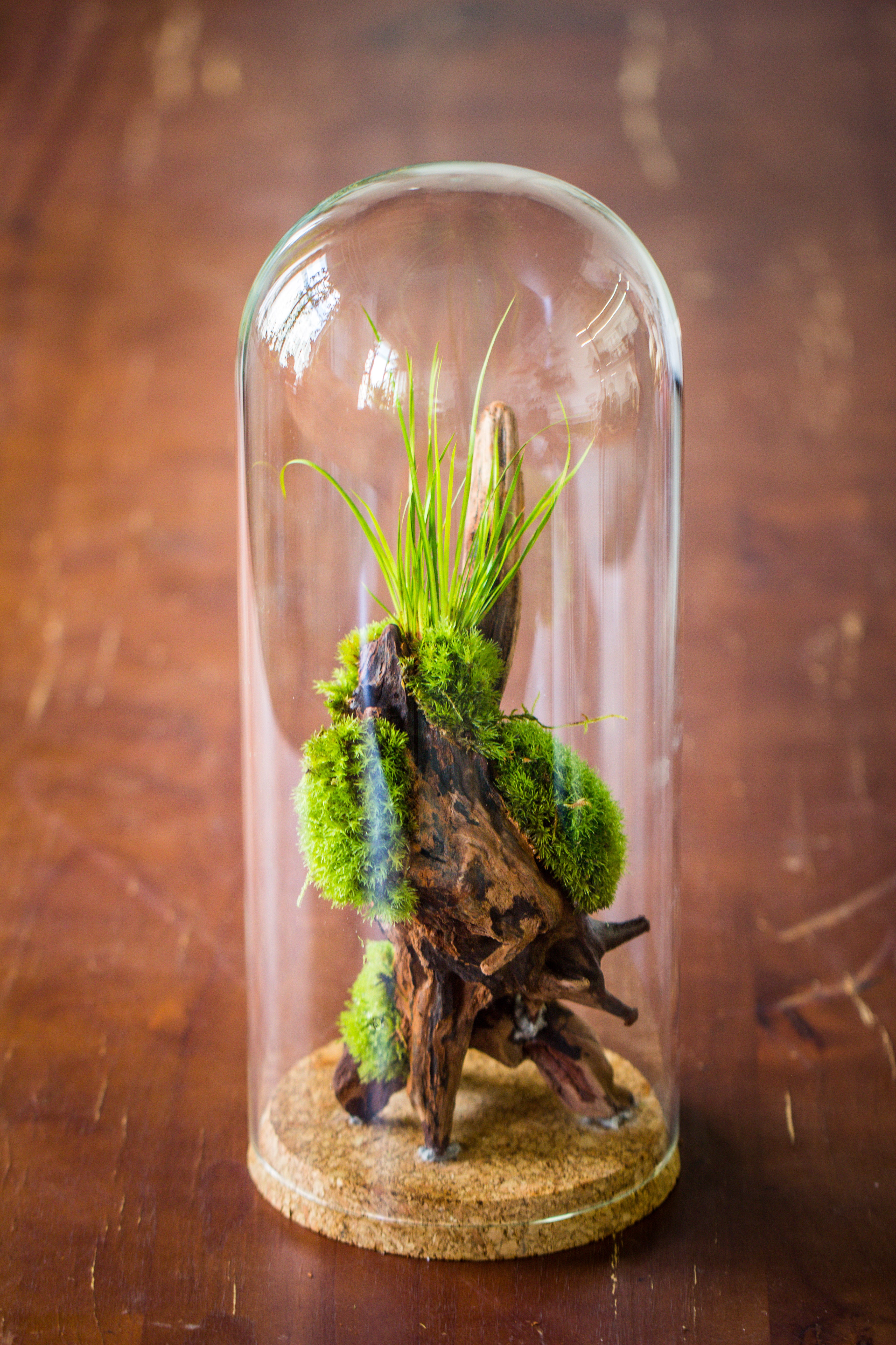 glass cloche dome tube glass cloche dome with corkplug multiple size available - NCYPgarden