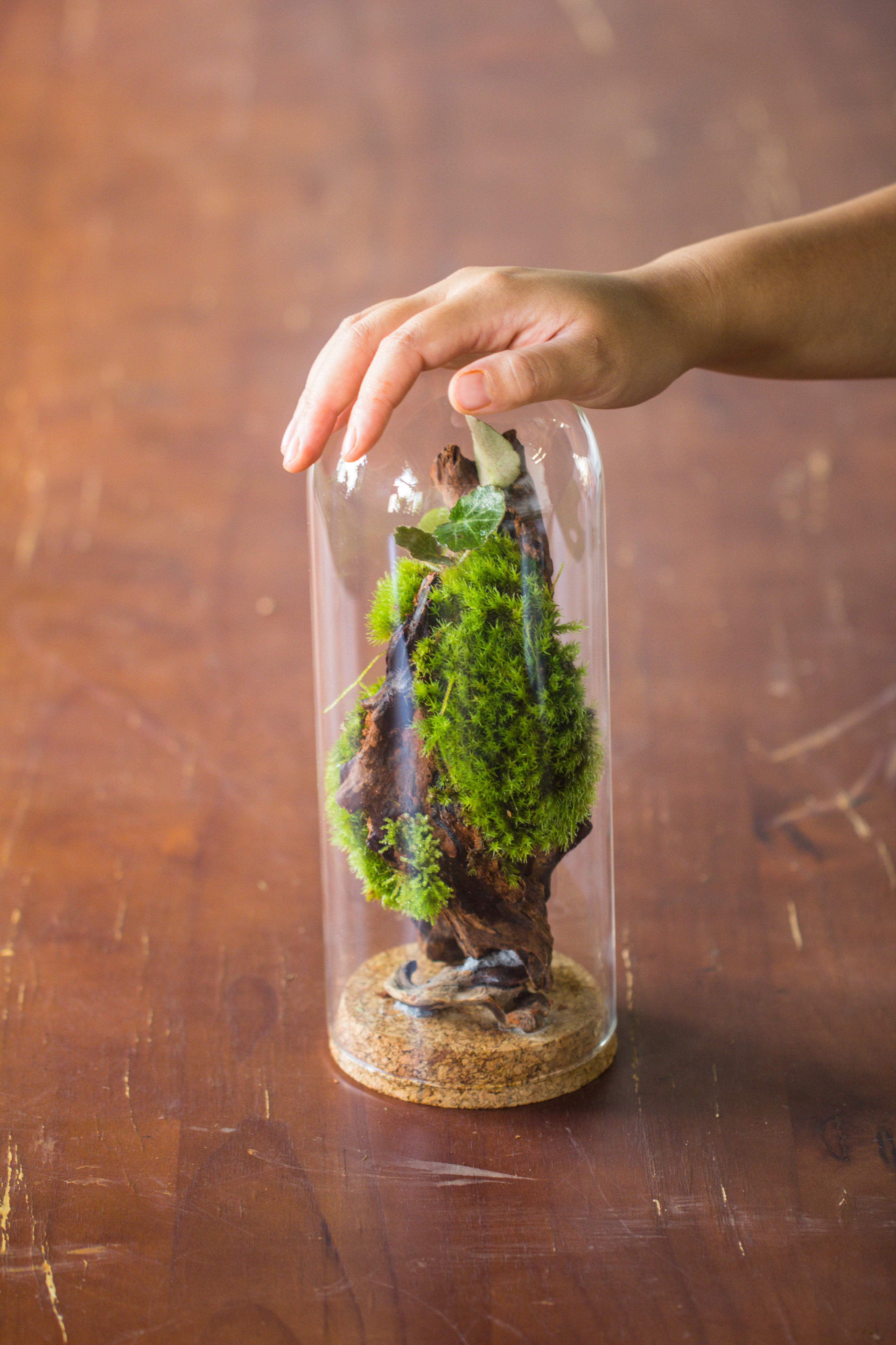 glass cloche dome tube glass cloche dome with corkplug multiple size available - NCYPgarden